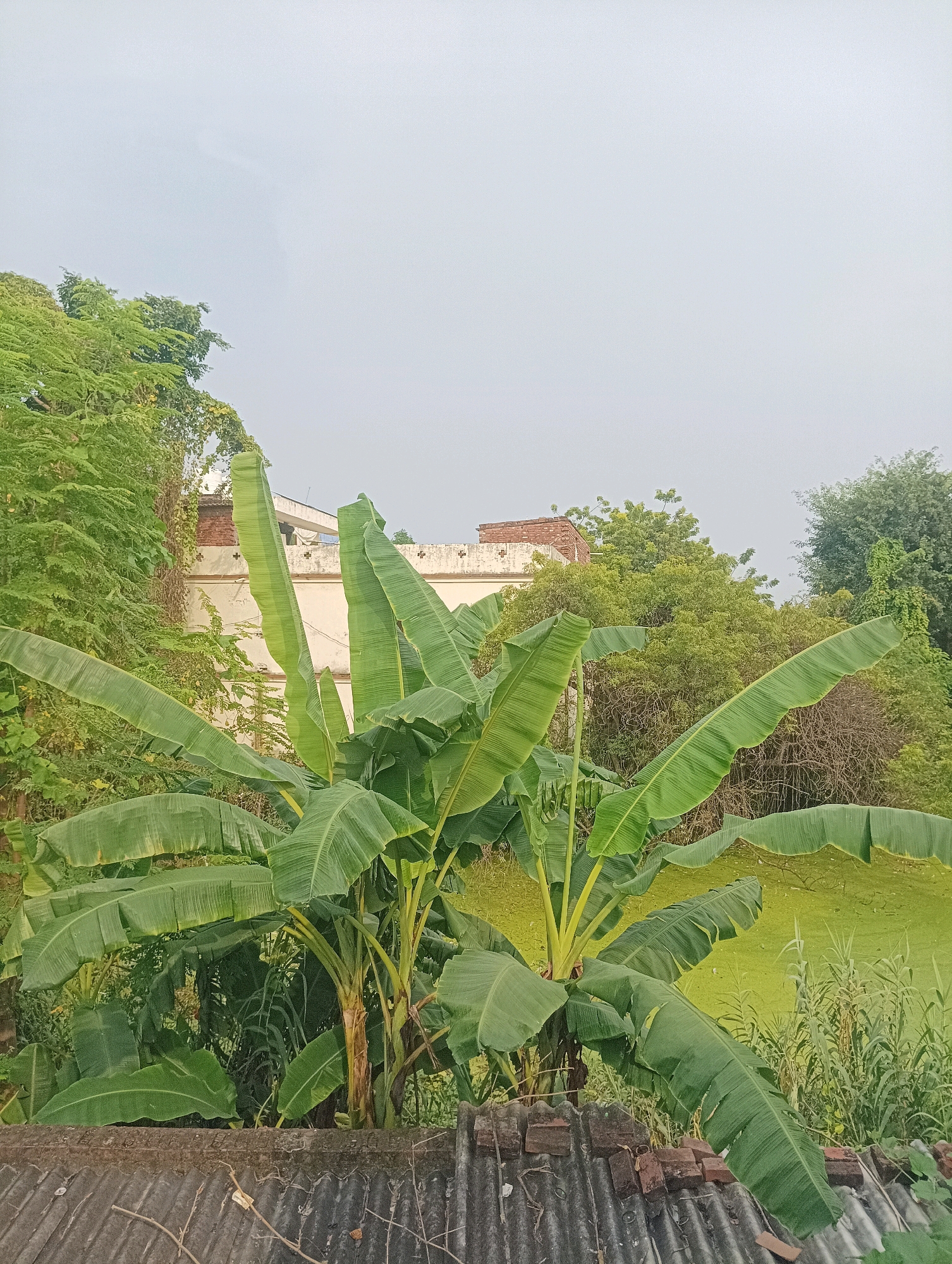 This image depicts an outdoor scene in Kachhiya, India, featuring a cluster of banana trees with large, green leaves dominating the foreground. Behind the banana trees, a light-colored building with a red-brick roofline is visible, partially obscured by lush green foliage. The background consists of dense trees and vegetation, and to the right, a body of water covered in green algae is present. The sky above is overcast and pale. In the lower portion of the image, a corrugated metal roof, possibly part of a dwelling, is in sharp focus, with scattered pieces of brick on top. The overall impression is one of a rural or semi-rural environment.