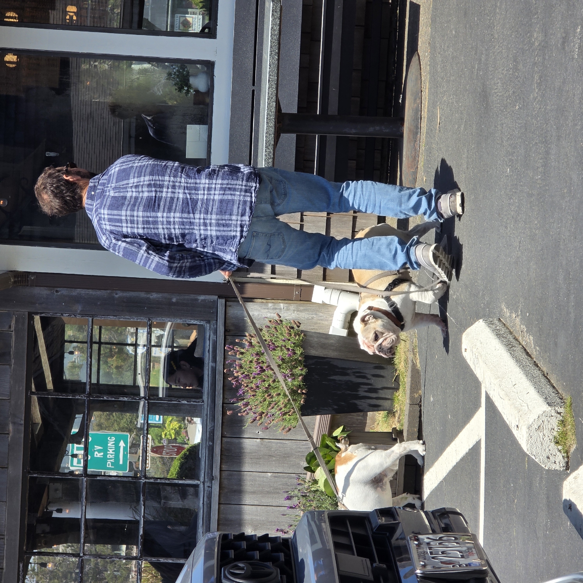 A man in a blue plaid shirt and blue jeans walks a bulldog on a leash in a paved outdoor area. The bulldog is light brown and white and appears to be walking towards the left of the frame. Behind the man and dog is a wooden building with large windows. A sign for "RV PARKING" with an arrow pointing right is visible in one of the windows, as is a red stop sign. In the foreground to the left is the front end of a dark-colored vehicle with a visible license plate that reads "OREGON 25756". The building appears to be a business, possibly a restaurant or shop, located in Cannon Beach, Oregon, United States of America, given the presence of the Oregon license plate and the characteristic coastal architecture. The scene is illuminated by natural daylight, casting shadows on the ground.