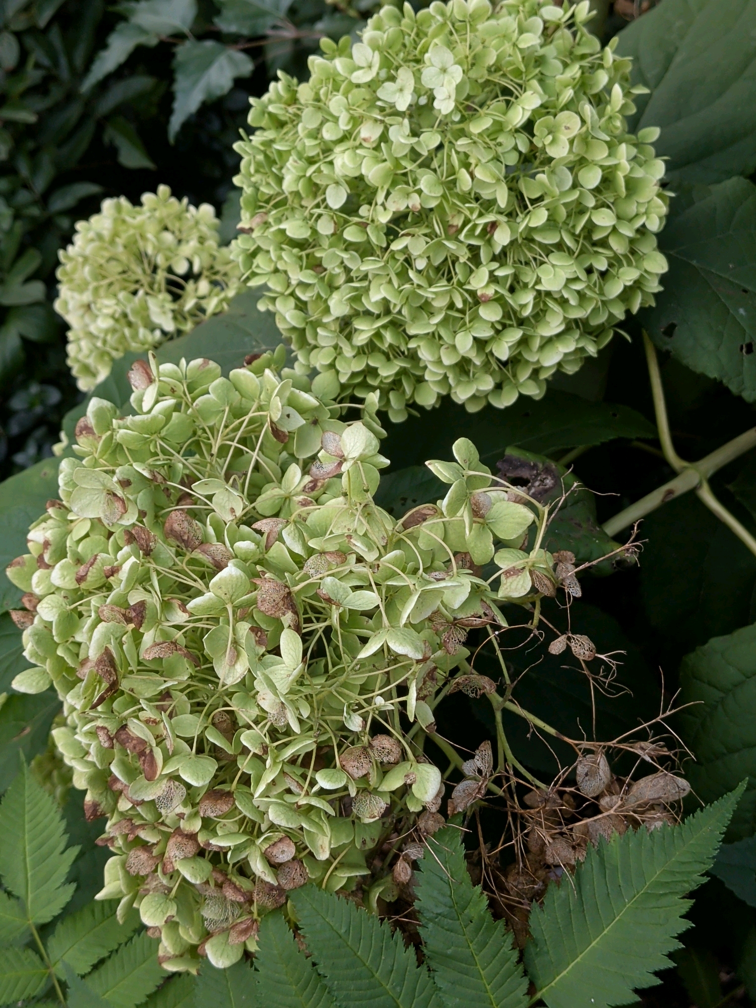 The image shows a close-up view of several hydrangea flower heads and green leaves. The hydrangea blooms are predominantly pale green, with some starting to show brown, dried-out sections and seed heads. The surrounding foliage is dark green and appears to be lush. The scene is a natural outdoor environment. The location in Maria Hoop, Netherlands, is not visually indicated in the image itself, but is provided as contextual information.