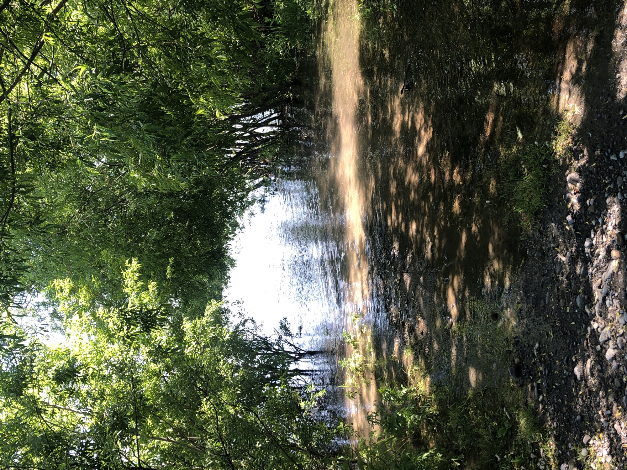 The image shows a natural scene with a body of water, likely a river or lake, partially submerged by trees. The water is murky brown, with visible ripples and reflections of sunlight. The trees, with their lush green foliage, overhang the water, creating a tunnel-like effect. The ground in the foreground is rocky and covered with small stones, with patches of grass and vegetation. The overall impression is one of a serene, undeveloped natural landscape. The image does not contain any people or actions. Given the location specified in Yelizovo, Russia, this scene could depict a natural area within or near the city, possibly a riverside park or a natural reserve.