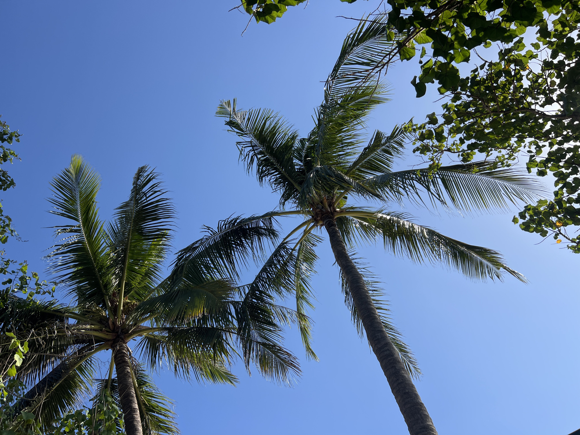Two palm trees and some leafy branches are visible against a clear blue sky. The palm trees are large, with fronds extending outwards. One palm tree trunk is on the left side of the frame, angled upwards and to the right. The other palm tree is in the center of the frame, also angled upwards. The leafy branches are in the foreground and upper right corner. The scene is outdoors and appears to be a sunny day.