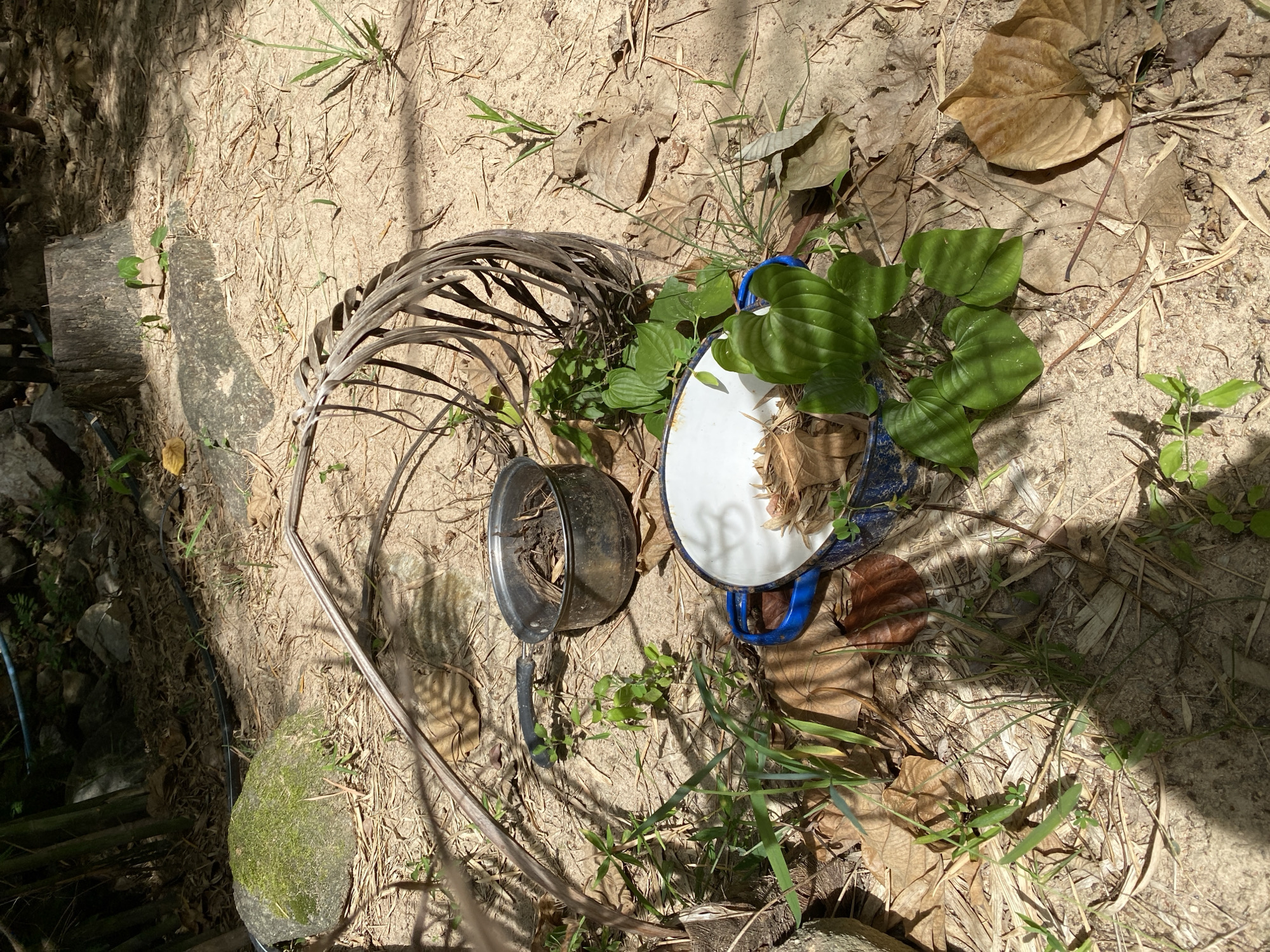 The image depicts a close-up view of two cooking pots placed on sandy ground amidst dry leaves and sparse green vegetation, under dappled sunlight. The scene appears to be outdoors, possibly in a natural or semi-natural setting, given the presence of dirt, rocks, and foliage. One pot, a dark-colored metallic one, is positioned to the left and contains dirt and debris. To its right and slightly lower is a larger, white enamel pot with blue handles, containing dry leaves and some green vines. A dried, fan-shaped palm frond is partially visible behind the pots, leaning over them. In the background, a moss-covered rock and tree stumps are discernible, suggesting a wooded or uncultivated area. The lighting indicates it is daytime, with strong shadows cast by unseen objects. The overall impression is one of neglect or abandonment of the cooking utensils in an outdoor environment. The location is identified as Tambon Ko Phangan, Thailand.