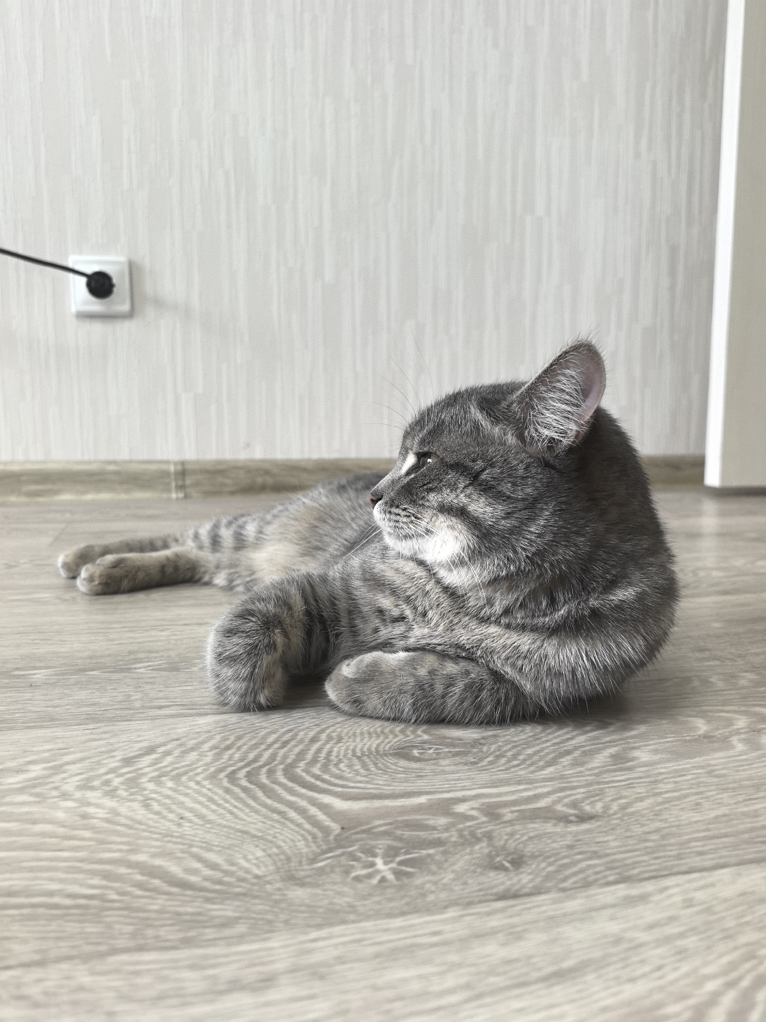 A gray tabby cat is lying on a light-colored laminate floor. The cat is positioned in the lower center of the frame, with its head facing left. Its paws are tucked in front of it. The cat has white markings around its mouth and eyes, and a striped pattern on its fur. The floor has a wood grain texture.
In the background, a white wall extends upwards. A white electrical outlet is visible on the lower left side of the wall, with a black cord extending from it. A white door frame is present in the upper right corner of the image. The location is unknown and there is no way to assess location from the image.