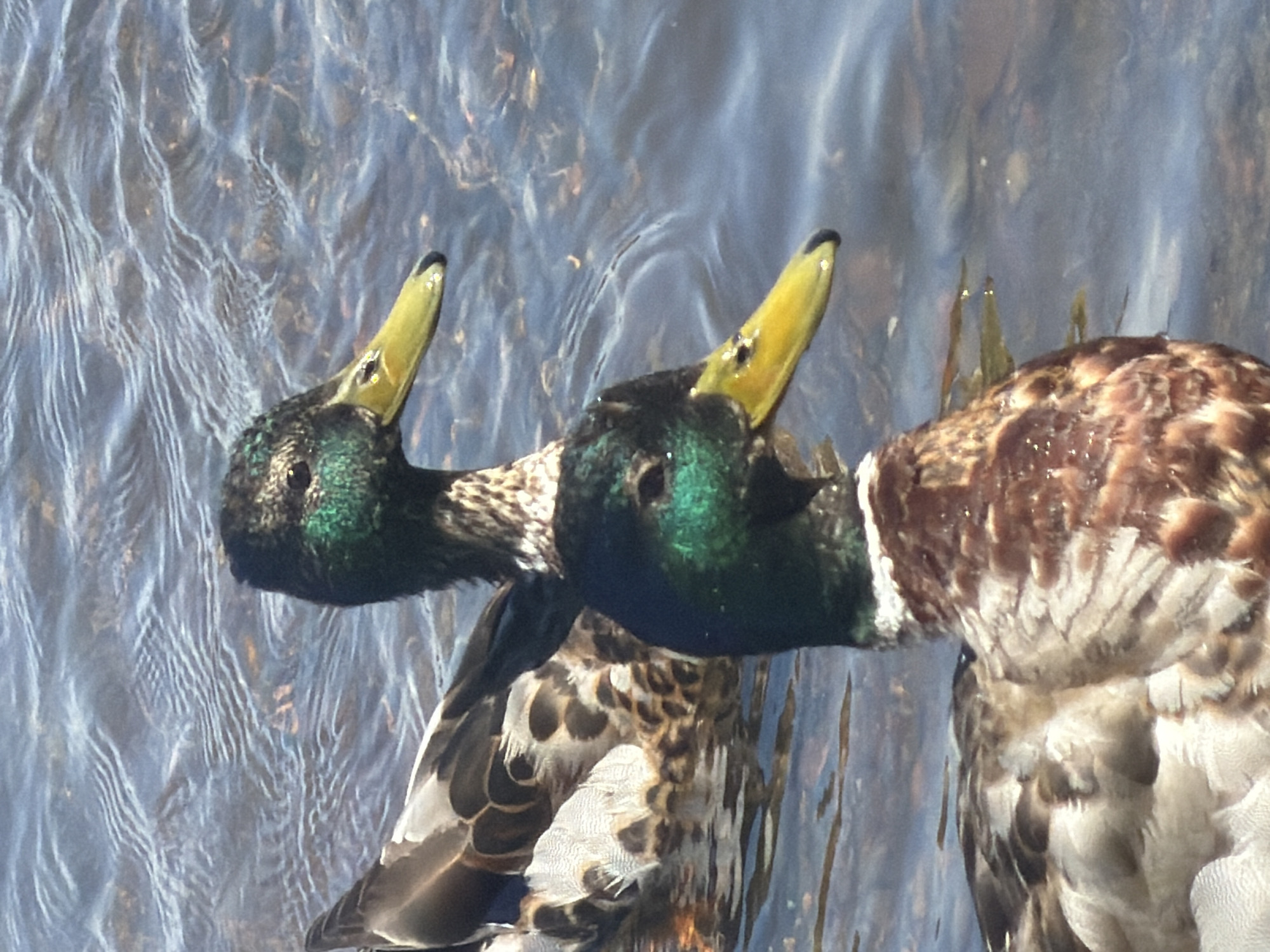 Two mallard ducks are swimming in shallow, murky water. The duck in the foreground is closer to the viewer, and its head is turned to the right. Its plumage is a mix of brown, white, and black. The duck in the background is partially obscured by the duck in the foreground, but its green head and yellow beak are visible. The water is rippled and reflects the sky. The scene appears to be in a natural setting, possibly a park or a body of water within a city. There is no identifiable information in the image to pinpoint a specific location in Krasnoyarsk, Russia.