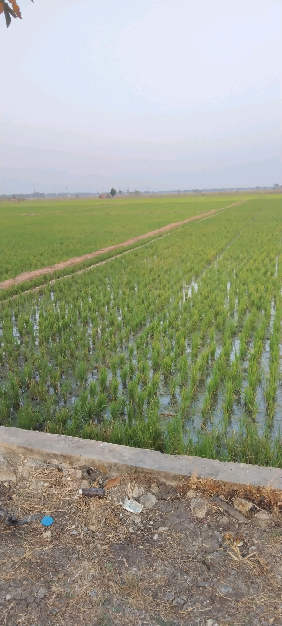 The image depicts a rice paddy field with rows of young rice plants submerged in water. The field stretches into the distance, with a dirt path dividing sections of the paddy. In the background, a hazy landscape features utility poles and a few scattered trees. The foreground shows a concrete barrier bordering the field, with dry grass, dirt, and scattered debris including a blue plastic cap, a dark bottle, and a crumpled piece of paper. The scene is outdoors, suggesting a rural setting, likely in or near the city of Ngringinrejo, Indonesia, given the agricultural landscape. The sky is overcast with a light, diffused illumination. No people are visible in the frame.