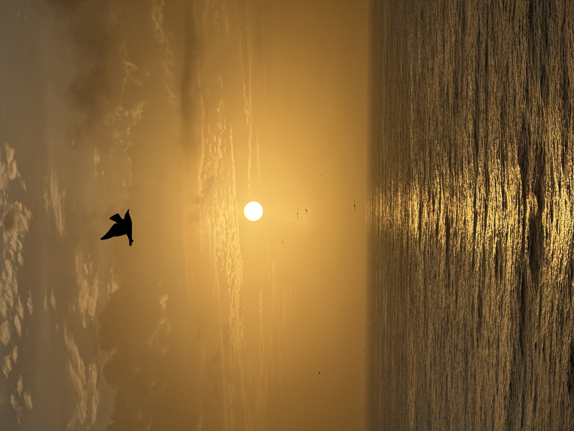 A bird is silhouetted against a golden sky with a bright sun and the reflection of the sun on the ocean. The location is not identified.