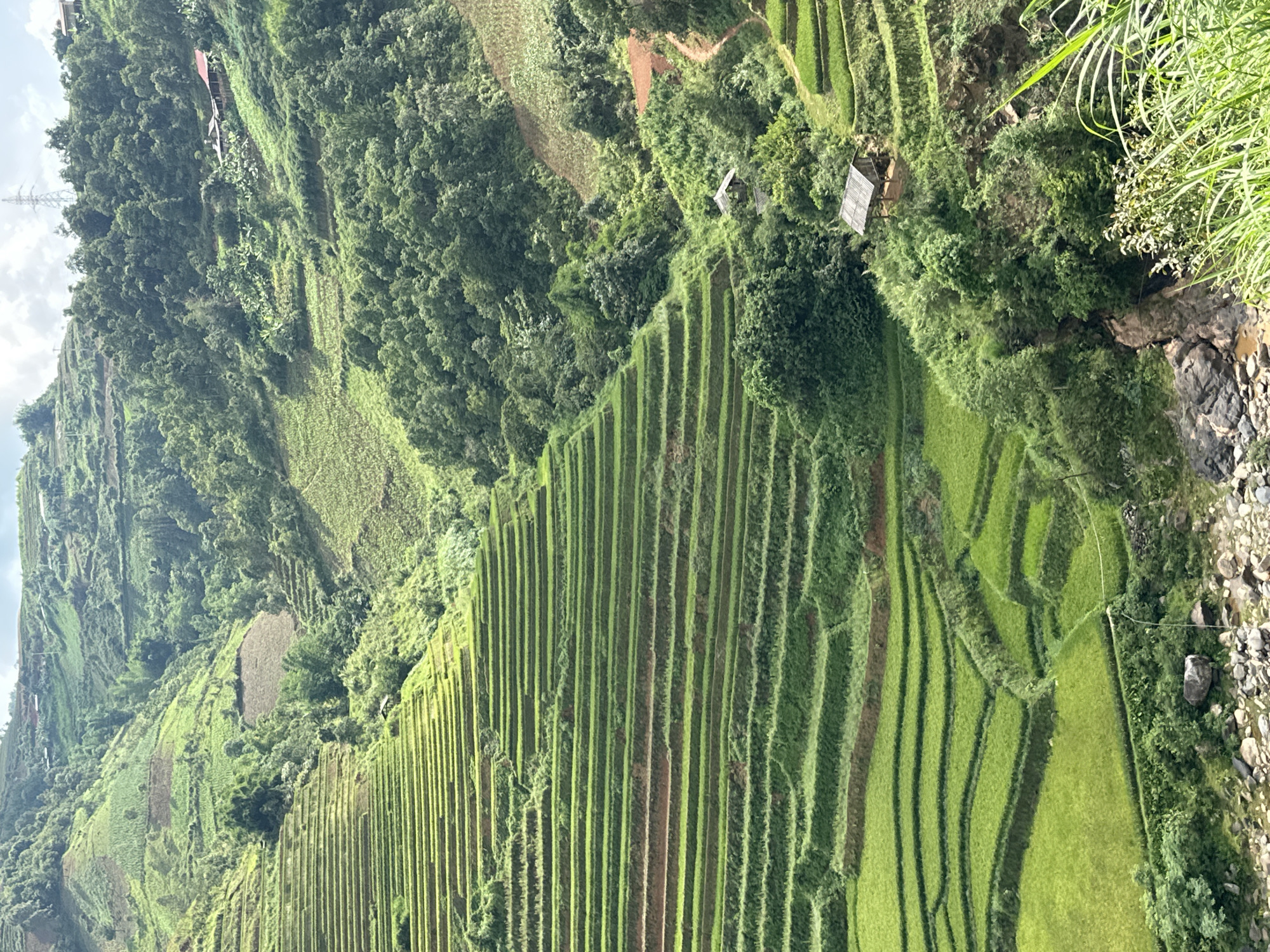 The original image displays a panoramic, vertically oriented landscape dominated by extensive rice terraces carved into steep mountain slopes, characteristic of Lao Chai, Vietnam. The sky is visible along the left edge, with the ground and a riverbed along the right.
**Subjects:** The primary subjects are the numerous rice terraces, which appear as vibrant green, parallel strips ascending across the frame from the lower right towards the upper left. Interspersed among the terraces are patches of dark green forest and areas of brownish, tilled soil. Several small, rustic huts with sloped roofs are nestled within the greenery and along the terraces, suggesting local dwellings or shelters. To the far right of the image, a rocky riverbed or stream is visible, bordered by dense vegetation and tall grasses in the immediate foreground. The background features more undulating, forested mountains, and a partially cloudy sky is visible along the left edge. A faint electricity pylon can be discerned in the distant upper left, partially hidden by trees.
**Activity or event taking place:** The scene depicts an agricultural landscape, specifically rice cultivation, evident from the elaborately constructed terraces. No specific human activity or event is visibly occurring at the moment of the photograph.
**Notable details:** The image captures the serene beauty and immense scale of traditional terraced farming in a mountainous region. The time of day appears to be daylight, with sunlight illuminating the verdant slopes, suggesting a clear or partly cloudy day. The combination of lush greenery, the intricate patterns of the terraces, and the scattered huts evokes a sense of harmony between human endeavor and nature.
**Any visible text:** There is no visible text in the image.