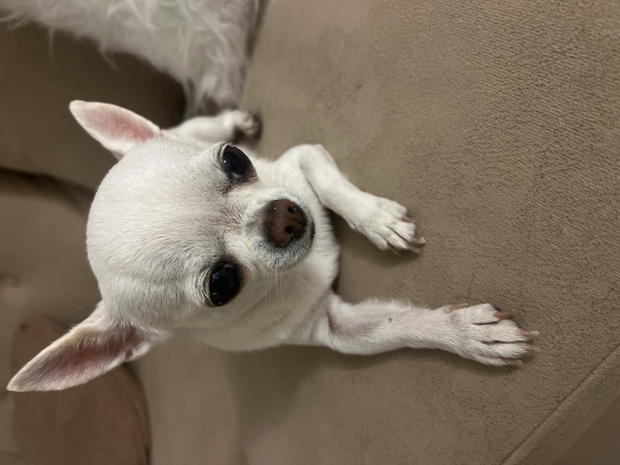 The image shows a close-up of a white Chihuahua dog lying on a tan-colored sofa. The dog is facing the camera with its head slightly tilted down. Its eyes are large and dark, and its ears are perked up. The dog's paws are resting on the sofa in front of it. The background is blurred, but it appears to be an indoor setting, possibly a living room. There is no indication of the location being Sharm El Sheikh, Egypt, or any other specific city.