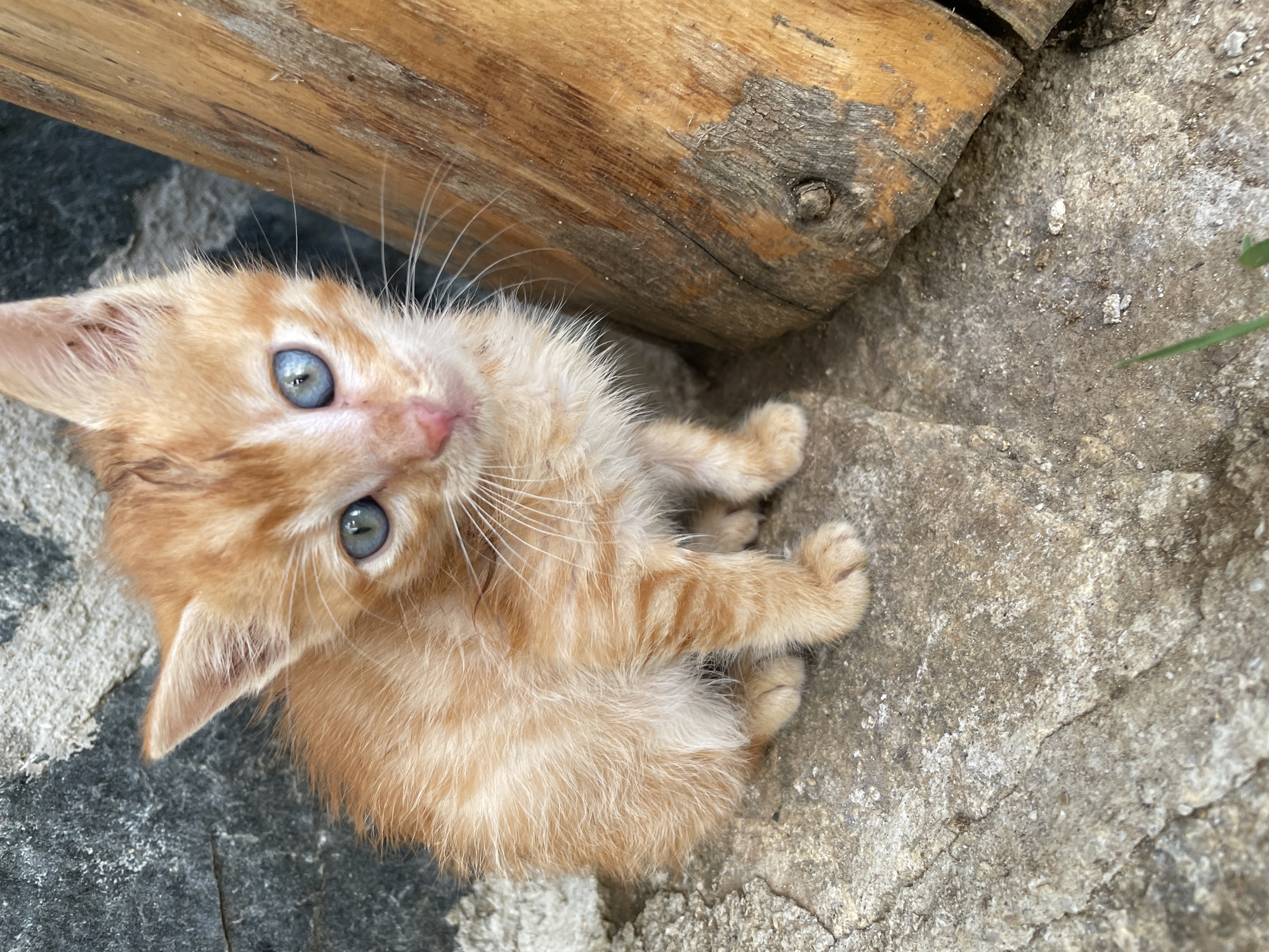 A high-angle, close-up shot of an orange tabby kitten with striking blue eyes, situated outdoors. The kitten is nestled on a rough, grey stone surface, possibly a pathway or part of a building's exterior. Next to the kitten, a piece of weathered wood is visible. No people are visible in the image. The location is speculatively in Zlatograd, Bulgaria, based on the prompt. The kitten is looking upwards towards the camera, paws gathered underneath its body. The environment is simple, suggesting an urban or semi-urban setting.