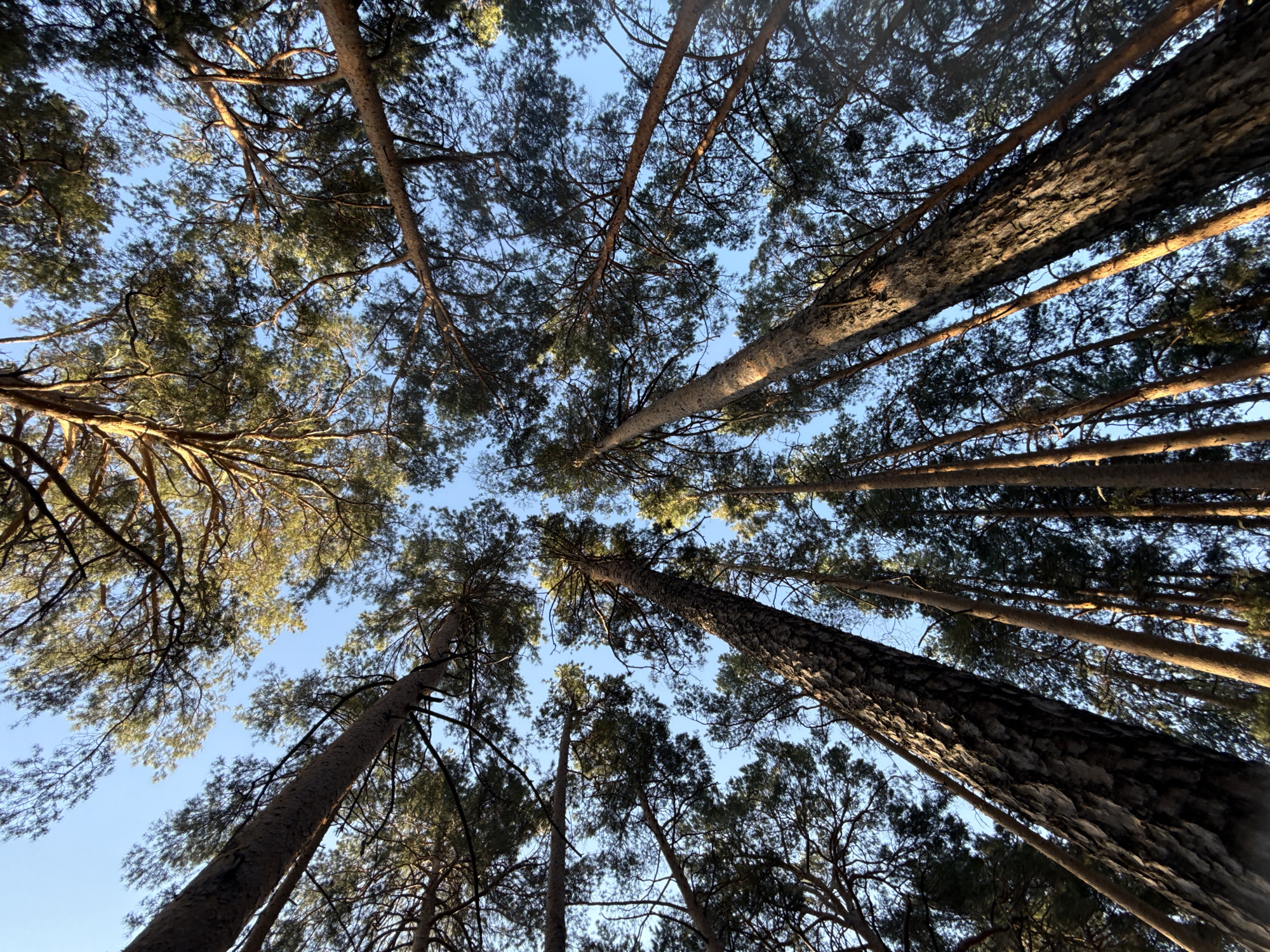 The image is a worm's-eye view of tall pine trees against a blue sky, likely in the Zolotoi Plyazh area of Russia. The camera is angled upwards, showcasing the height and density of the trees. The tree trunks vary in thickness and texture. Some are illuminated by sunlight, creating shadows on others. The foliage forms a dense canopy overhead, partially obscuring the sky. The scene suggests a forest or wooded area on a clear day. No people or animals are visible.