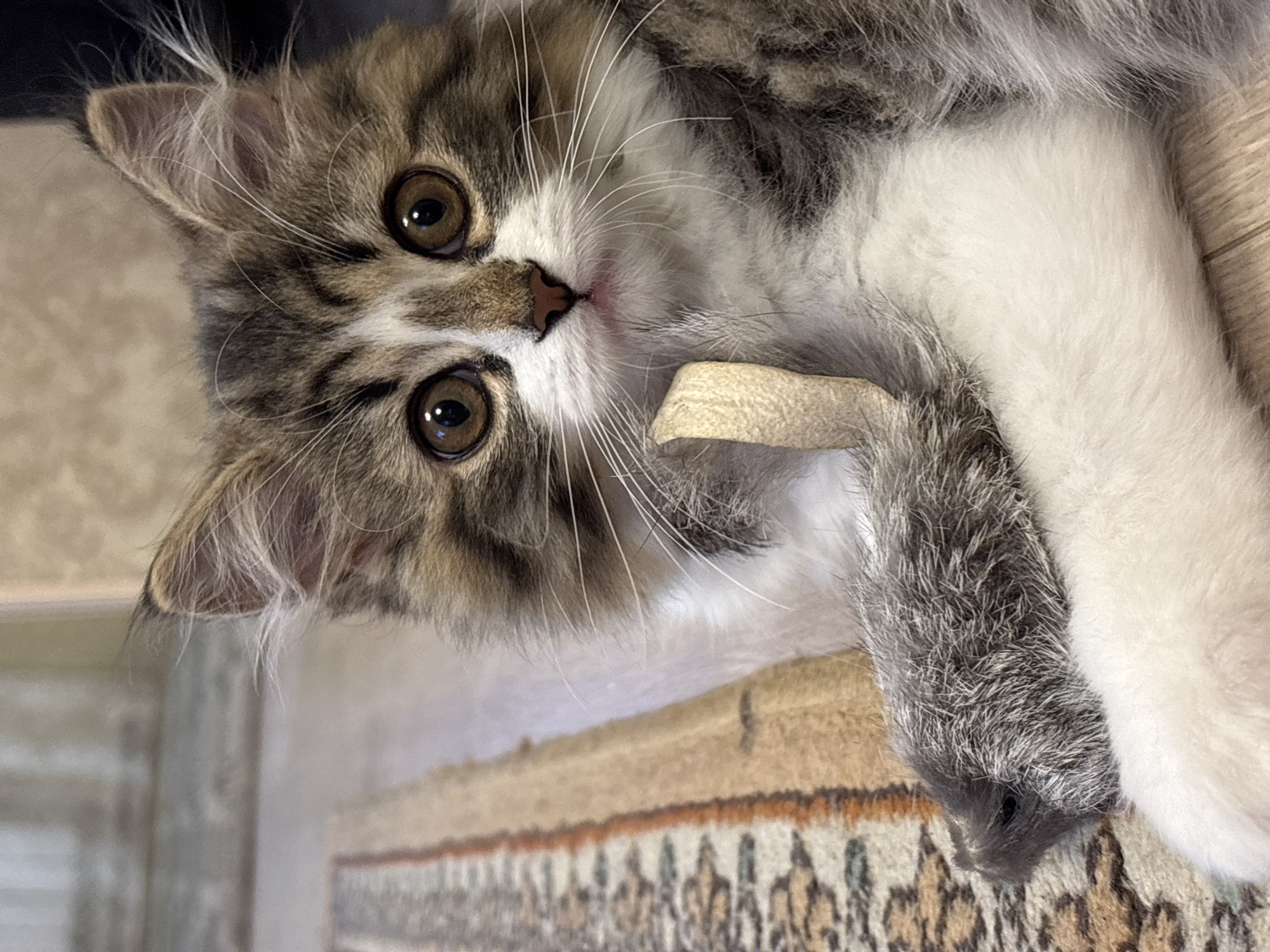 A close-up, slightly angled view captures a fluffy, brown-and-white kitten. The kitten's head is tilted to the left, with its amber-colored eyes wide and focused on the viewer. A beige, soft object is held loosely in its paw. The foreground also contains a blurred patterned carpet. No specific information identifies this image as being in Chaikovsky, Russia. There are no people present in the image.