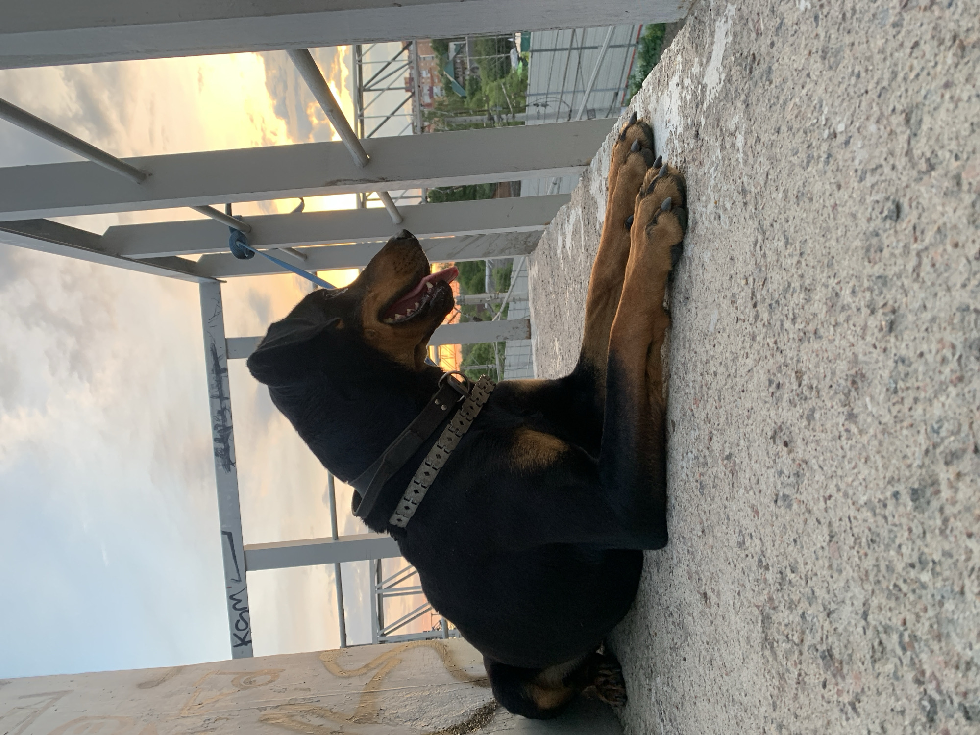 A black and tan Doberman Pinscher is lying on a concrete ledge, looking out at a sunset. The dog is wearing a dark collar. The ledge appears to be part of a structure with a white metal railing. In the background, there are buildings and trees, suggesting an urban or suburban environment. The sky is filled with clouds and the warm colors of the setting sun. Graffiti is visible on a wall to the left of the dog. The scene is photographed from a low angle, emphasizing the dog and the expanse of the sky.