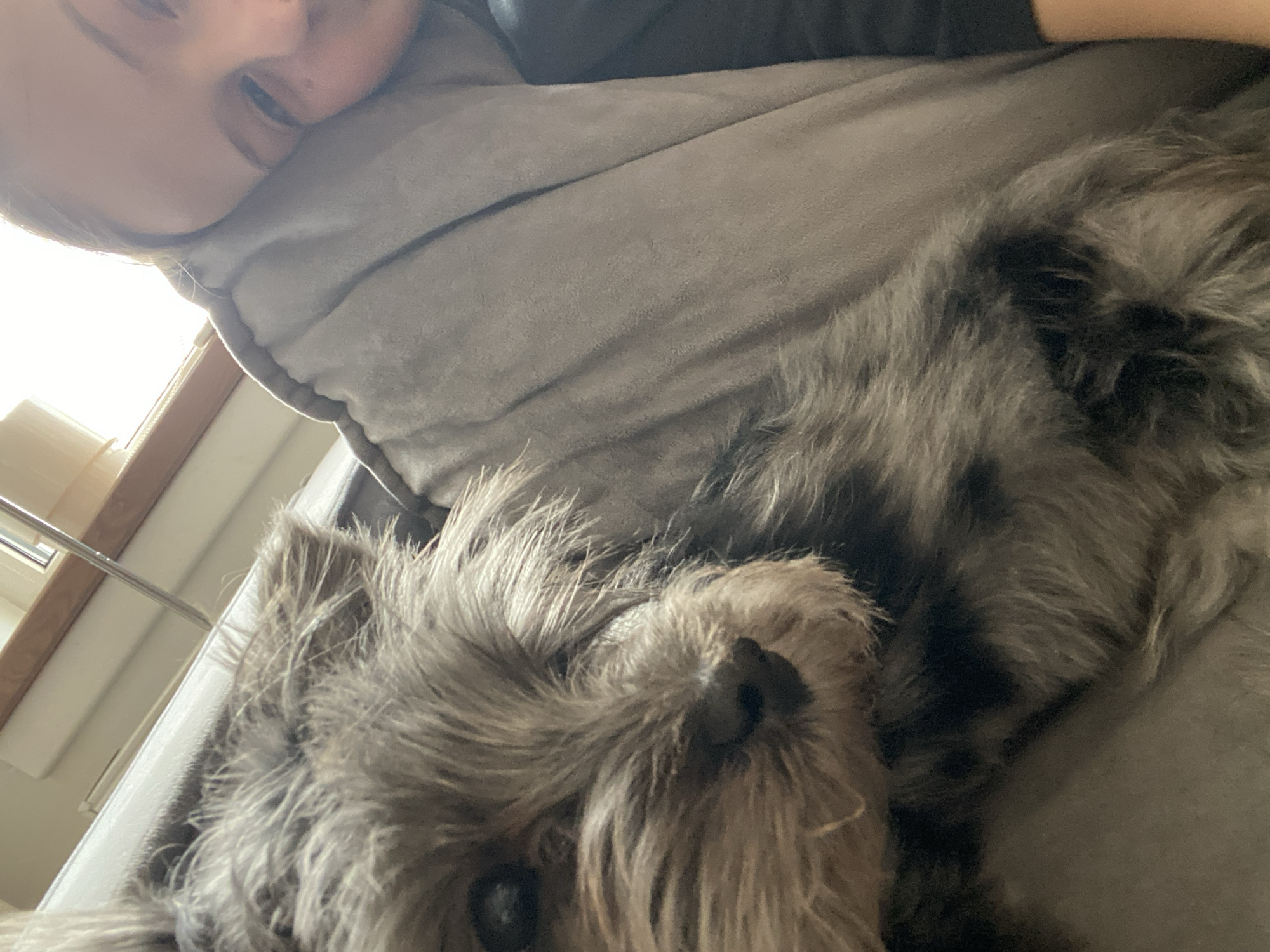 The image shows a close-up of a person and a gray, fluffy dog lying on a gray couch. The person's face is partially visible in the upper left corner. The dog occupies the majority of the frame, with its nose and eyes clearly visible. A window with a metal bar is slightly visible in the upper left corner. The location in the city of Chaikovsky, Russia cannot be determined from the image.