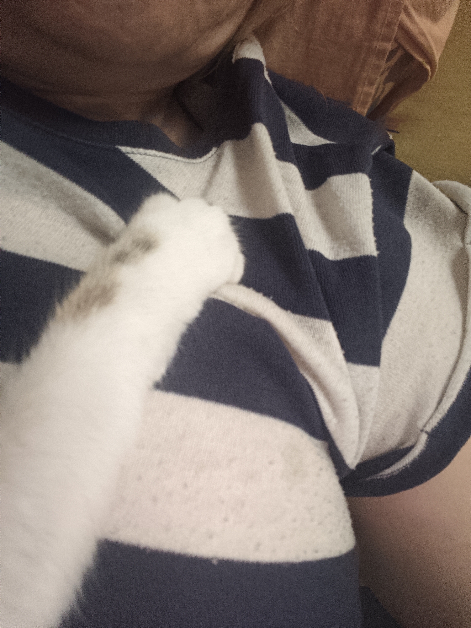 A person is wearing a striped, short-sleeved shirt. A white cat paw rests on the shirt. There is no indication of a city location in the provided image.