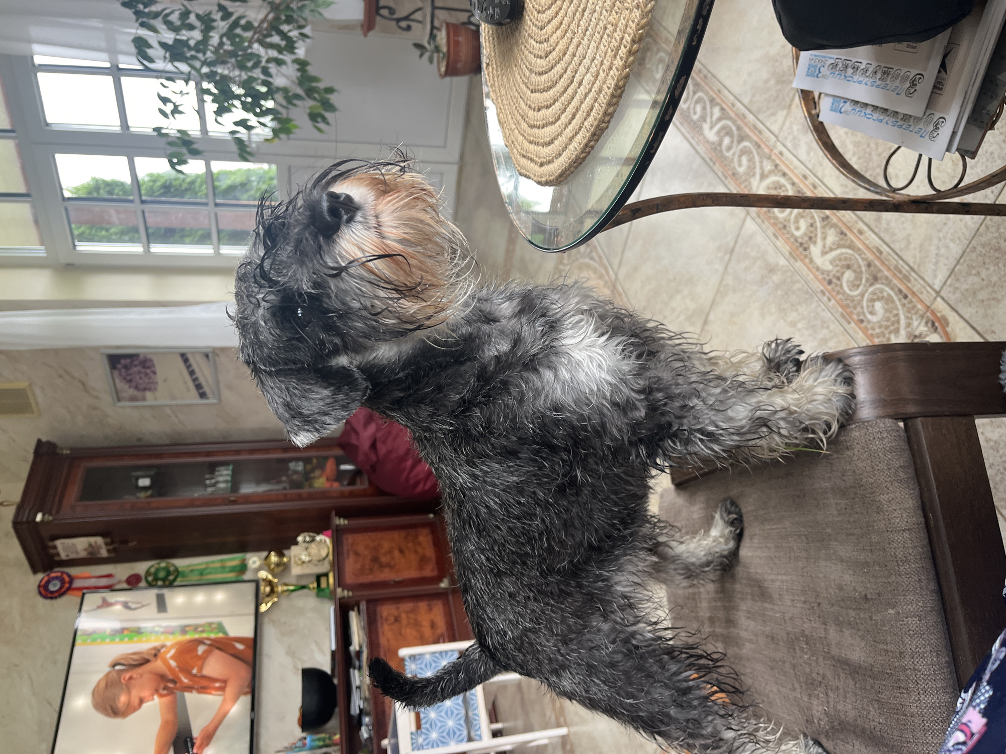 A small, wet, black and gray Schnauzer dog stands on a brown upholstered chair in what appears to be an indoor setting, likely a home. The dog has a shaggy coat, wet from a recent bath, and its face is partially obscured by its damp fur. The background reveals a living area with furniture including a tall wooden cabinet, a television displaying an image of a young girl, a glass-top table with a woven placemat, and a plant. The flooring is tiled with an ornate pattern. Large windows with white frames are visible in the background, showing greenery outside, suggesting a daytime scene. There is no indication of the dog performing any specific action other than standing. The scene does not provide any explicit information placing it in Vladimirovka, Russia.