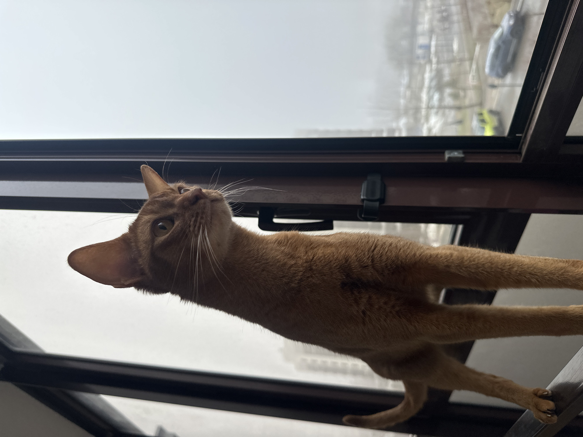 An orange cat is stretching on a window sill. The window is open slightly, revealing a gray, overcast cityscape outside, specifically in Kazan, Russia. The window frame is dark brown. The cat is facing upwards.