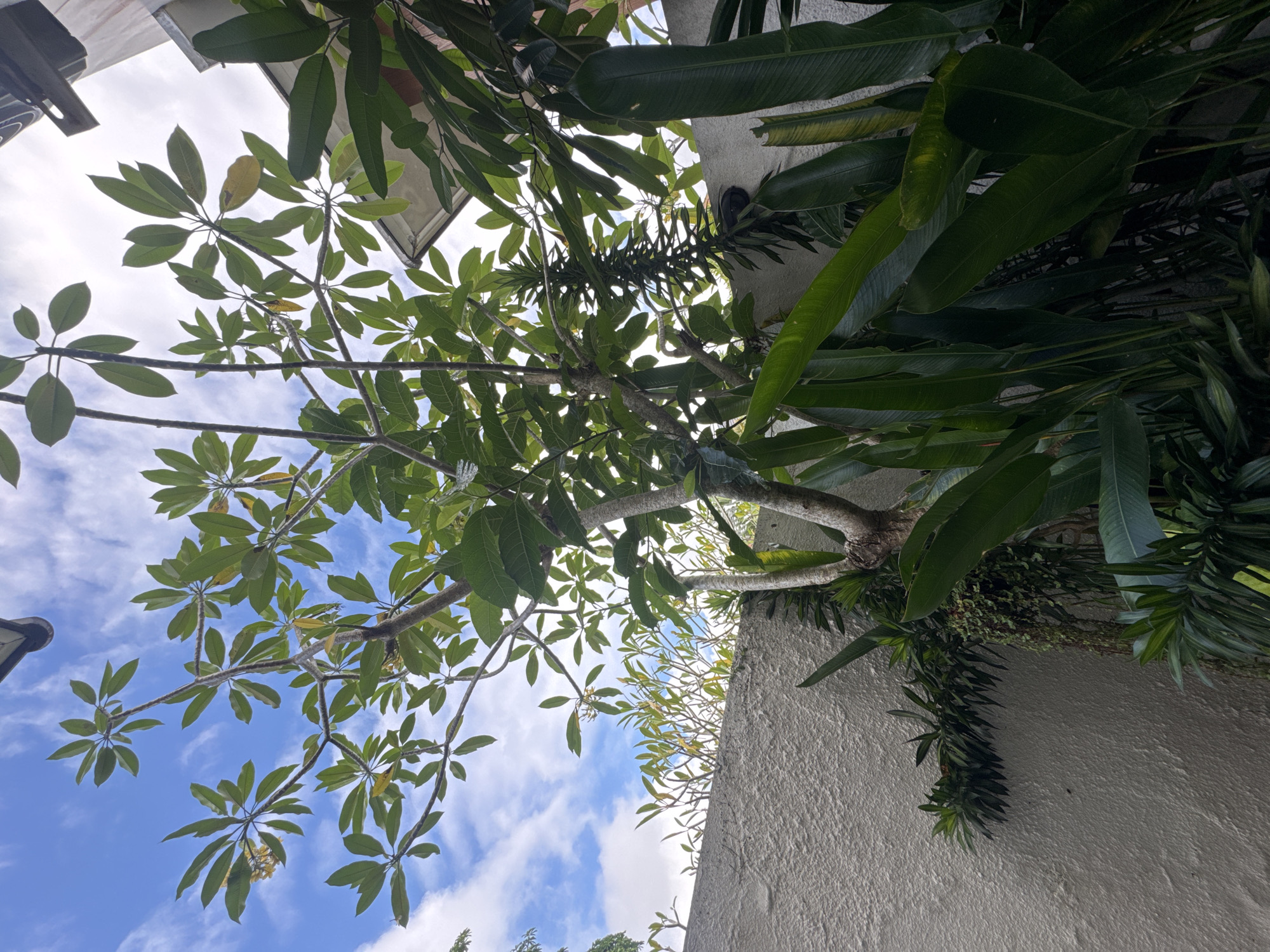 An upward-angled view captures a lush canopy of tropical foliage against a bright, partly cloudy sky in Kuta Selatan, Indonesia. Dominating the foreground and center is a tree, likely a Frangipani (Plumeria), with thick branches and clusters of oblong green leaves. Some of these leaves show a yellowish tint. Below this tree, smaller, denser dark green plants appear to be growing along a light-colored, textured wall on the right side of the frame. To the upper right, larger, elongated dark green leaves of another tropical plant are visible, possibly from a banana or similar species.
The sky in the background is a vibrant blue, dotted with wispy white clouds, suggesting a clear and sunny daytime. Parts of what appears to be a building or roof overhang are visible in the upper left corner, and a dark, possibly metallic, object is mounted on the wall to the right, partially obscured by leaves. The perspective is from ground level, looking up, emphasizing the natural canopy and the structural elements around it. There is no discernible activity or visible text in the image.