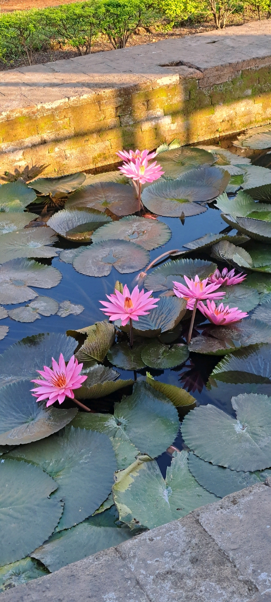 A vertical, medium shot captures a serene pond filled with numerous large, flat green lily pads and several vibrant pink water lilies in bloom. The water is a dark blue, reflecting the surrounding elements. In the background, a stone wall, weathered and moss-covered in places, is bathed in warm sunlight casting dappled shadows. Behind the wall, a dense, green shrubbery is visible. The foreground features a rough, light grey concrete structure, suggesting the edge of the pond or a pathway. The overall impression is one of natural beauty and tranquility, possibly in a garden or park setting. The image may have been taken in the city of Prigen, Indonesia.