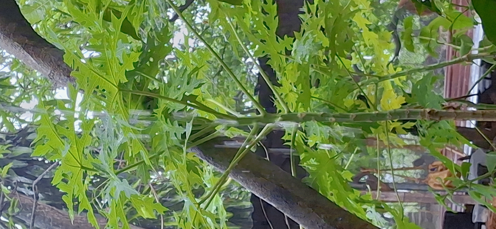 This close-up shot captures a dense canopy of lush green foliage, dominated by large, deeply lobed leaves, strongly resembling those of a papaya tree. The leaves vary in shade from bright, vibrant green where light filters through, to darker tones in shadowed areas. Several slender stems and thicker, gnarled branches are visible, forming an intricate network. The perspective is from below, looking up into the canopy, which creates a natural, overhead filter of light.
No specific activity or event is taking place; the scene is a static depiction of nature. The bright lighting suggests it is daytime, possibly with sunlight dappling through the leaves, although the overall light appears diffused. The background is softly blurred, revealing glimpses of darker shapes that could be distant tree trunks or man-made structures, hinting at a natural or cultivated outdoor setting. No people or visible text are present. The image conveys a sense of verdant growth and natural beauty.