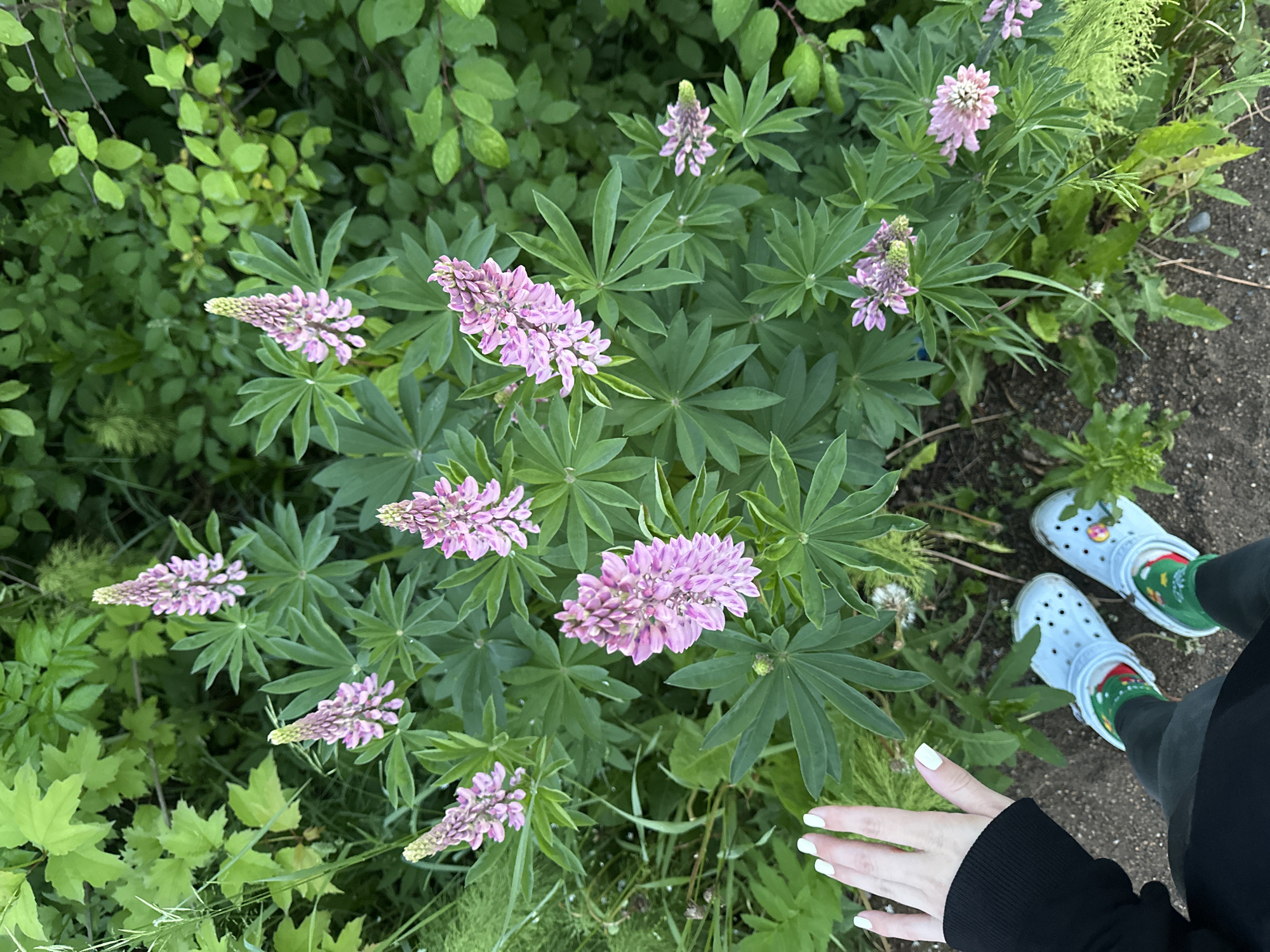 In Zhebrei, Russia, a close-up overhead shot shows a cluster of pink lupine flowers with green leaves. To the left, a person's left hand with white nail polish is visible, resting on a black sleeve. The person is wearing light blue Crocs and green socks with a Christmas pattern. The ground appears to be soil and gravel, with other green foliage in the background.