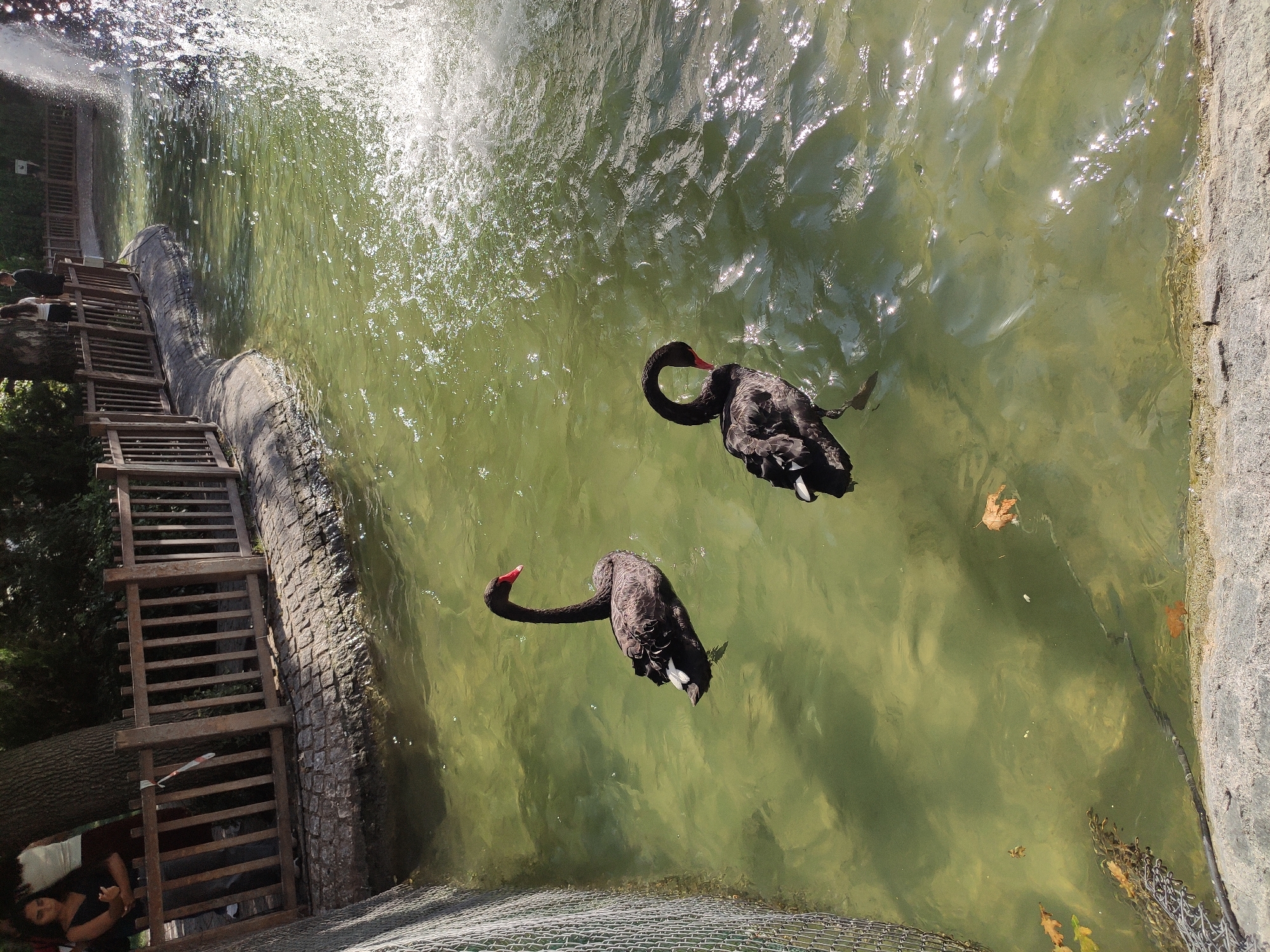 Two black swans are swimming in a pond in Ankara, Turkey. One swan is on the left and the other is on the right. There is a fountain on the right side of the pond and a wooden fence on the left. There are also some people standing near the fence. The water in the pond is green and there are some leaves floating on the surface.