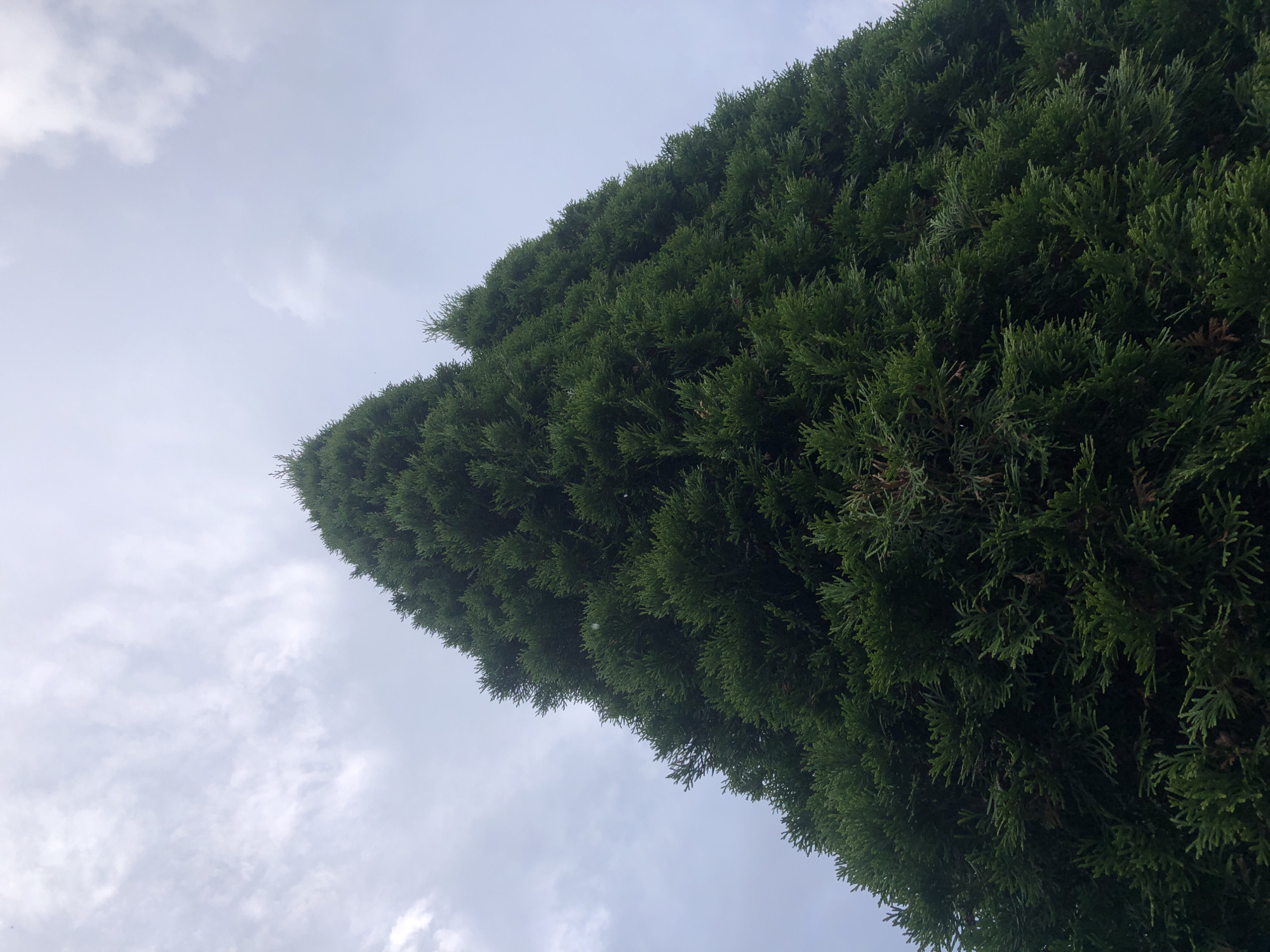 The image shows a low-angle view of a tall, dense evergreen tree against a cloudy sky. The tree's foliage is a deep green, with a conical shape. The sky is overcast with soft, diffused light. The image does not contain any people, specific buildings, or identifiable landmarks that would allow for pinpointing a location within the city of Московский Ветеран Снт, Russia. The scene is natural and depicts a single large tree.