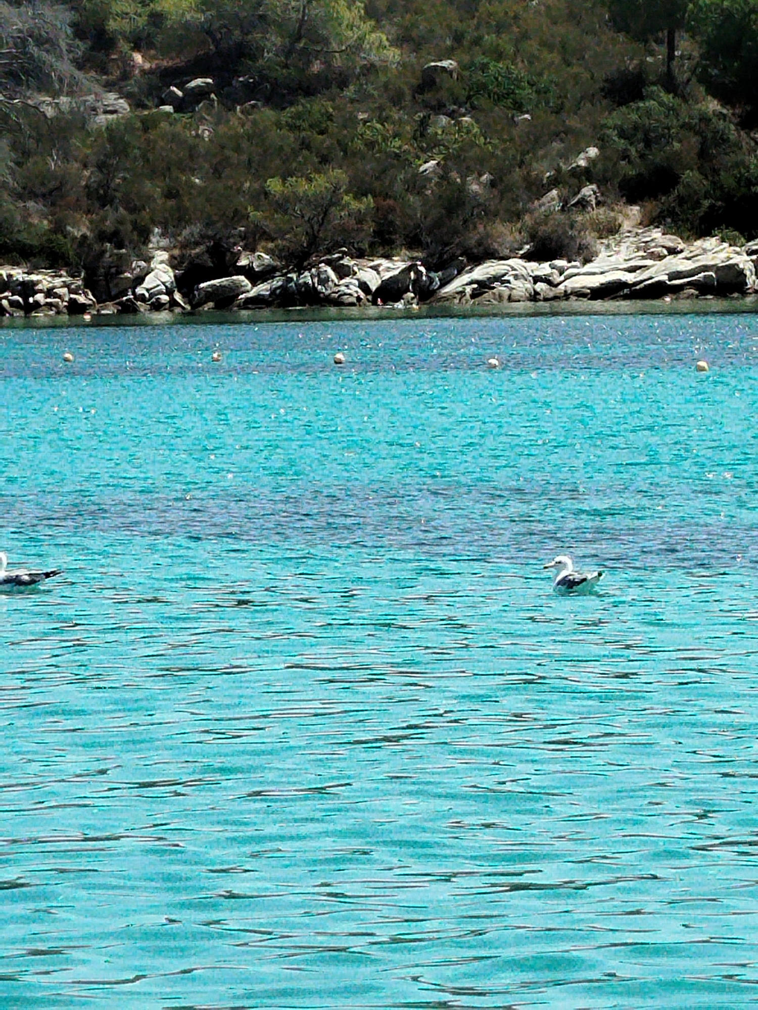 The image shows a body of turquoise water with ripples. In the middle ground, two seagulls are swimming. The foreground is filled with the water. In the background, there is a rocky coastline covered with dense green vegetation. Small yellow buoys are visible floating on the water's surface near the coastline. The location is a coastal area in Sithonia Municipal Unit, Greece, characterized by its clear waters and natural landscape.