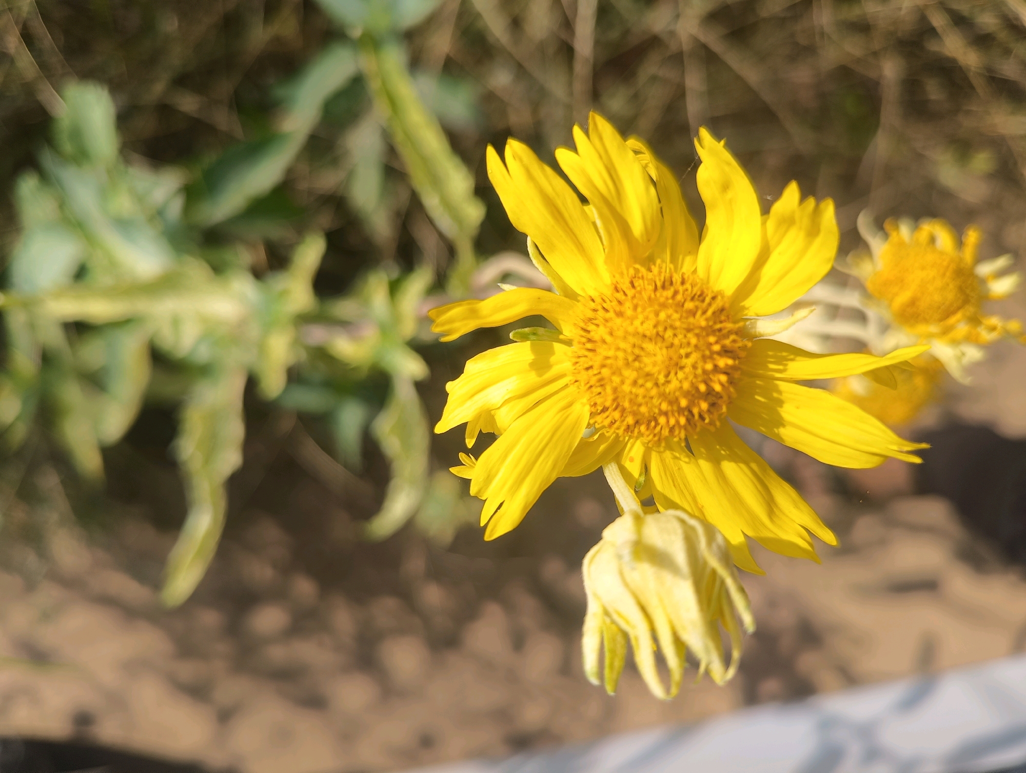 An extreme close-up shot focuses on a bright yellow sunflower in Chhapri Bari, India. The sunflower's petals are open, with a detailed, textured center. Below the main flower, a smaller, wilting yellow flower hangs downwards. In the background, out of focus, are green leaves and dry, brown earth. The lighting suggests a sunny day, casting soft shadows.