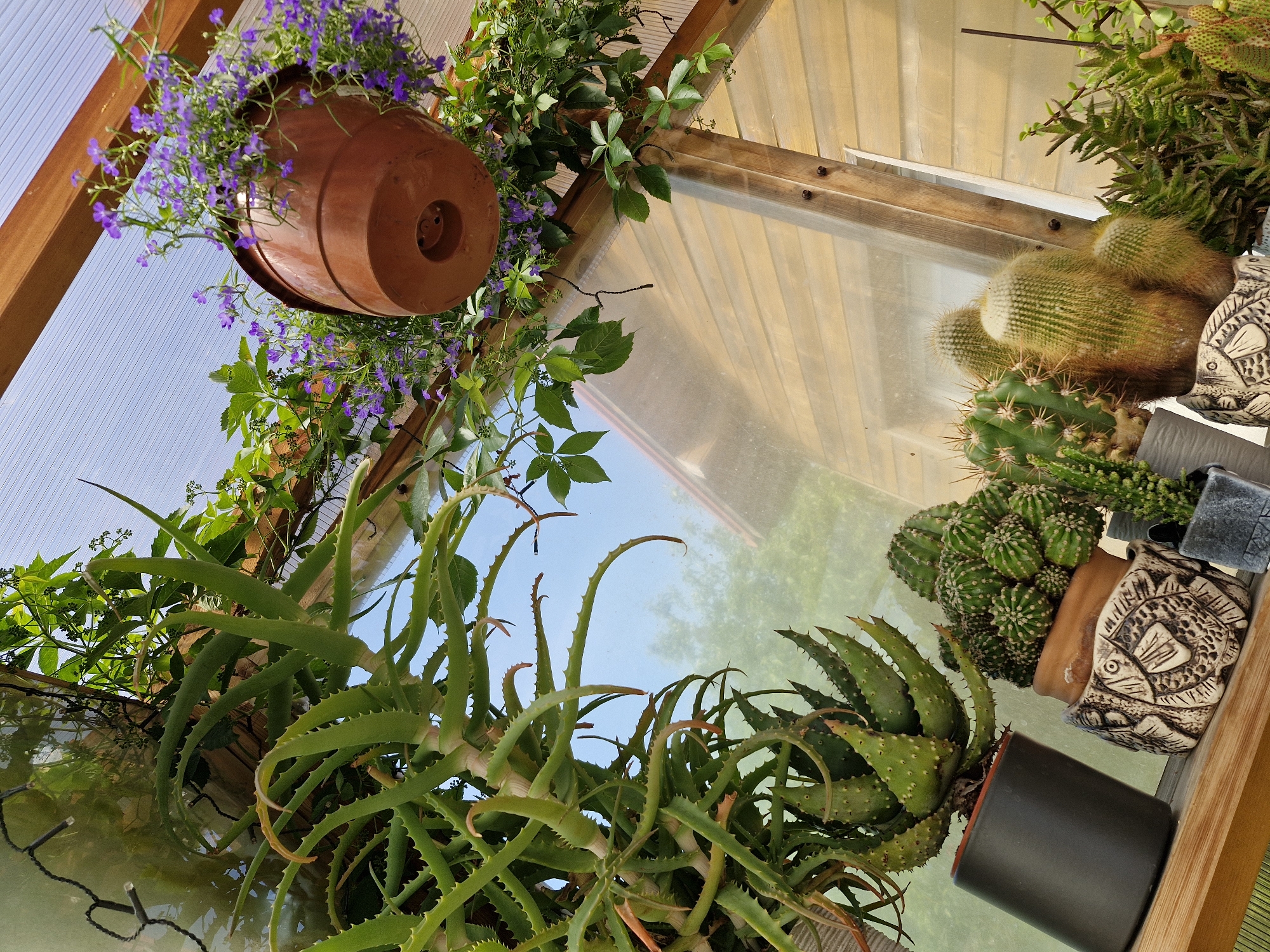 An interior view of a greenhouse in Unknown, Unknown, displays a diverse collection of plants under a translucent, ribbed roof supported by light-stained wooden beams. A clear blue sky is visible through the roof, with green foliage and the side of a light-colored wooden building discernible in the distance.
On the left, a large *Aloe* plant, characterized by long, spiky green leaves, extends upwards from a dark gray cylindrical pot. Above and slightly behind it, a strand of small, clear string lights is intertwined with green vining plants that trail along the roof structure.
In the upper right, a brown hanging pot contains numerous small purple flowering plants, likely Lobelia, with their blossoms cascading downwards. More green vines, exhibiting five-lobed leaves consistent with Virginia Creeper, are visible growing along the wooden beams and across the translucent roofing panels.
A wooden shelf at the bottom of the frame displays an arrangement of potted succulents and cacti. From left to right: a spiky, clumping succulent (possibly another *Aloe* species) in a black cylindrical pot; a cluster of round, segmented green cacti in an ornate, cream-colored pot decorated with embossed fish patterns; a small, slender columnar cactus in a gray, rectangular pot; a group of fuzzy, yellowish-green columnar cacti in another cream-colored pot with fish motifs; and various smaller succulents and cacti, some with reddish tinges, housed in different pots to the far right. Bright natural light illuminates the scene, indicating daytime.