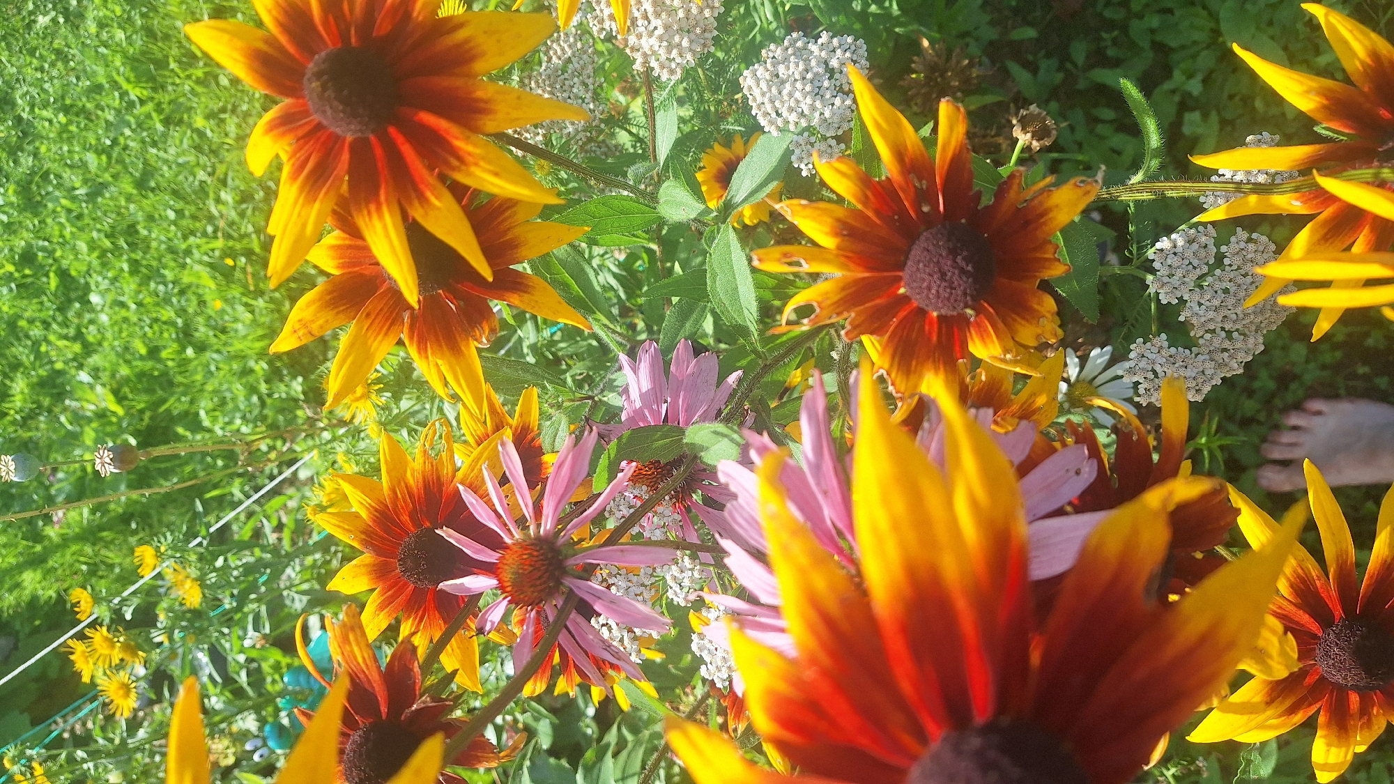 A low-angle, close-up, vertical shot captures a vibrant bouquet of flowers, predominantly black-eyed Susans with their striking orange and yellow petals surrounding dark brown centers, and some pink coneflowers. The flowers are densely packed, filling most of the frame. In the lower right quadrant, a human foot, bare and with visible toes, is positioned on the green grassy ground, suggesting a person is present in the scene. The background consists of lush green foliage and grass, indicating an outdoor, natural setting, likely a garden or a field. The lighting suggests a bright, sunny day. The image composition is focused on the textures and colors of the flowers. The location is an unknown area in Latvia.