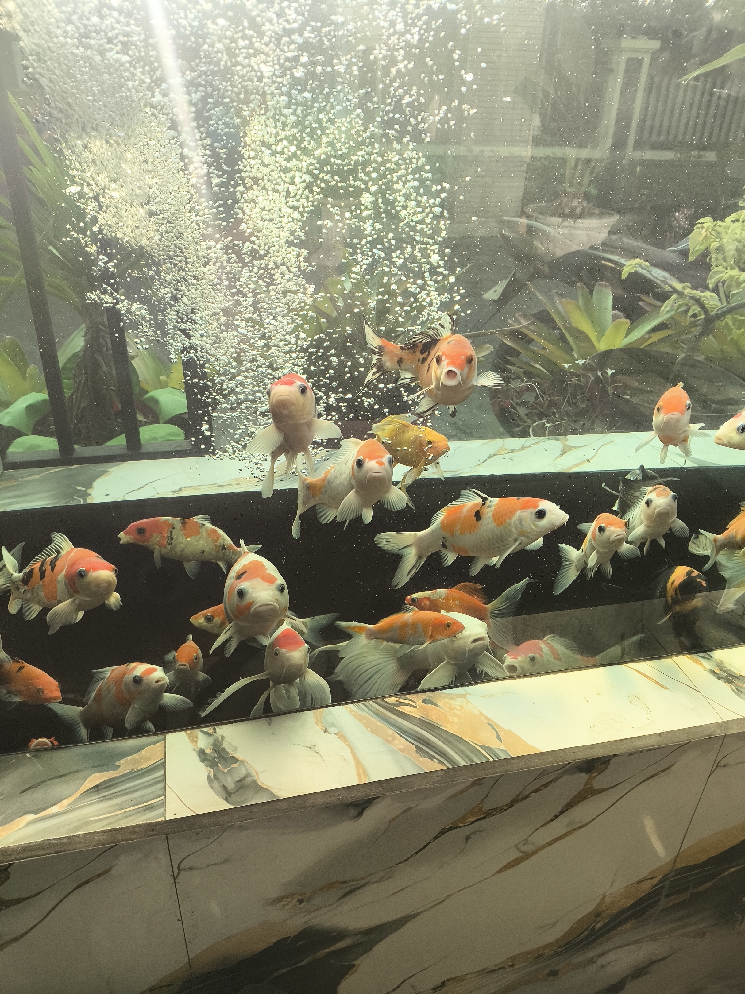 The image shows a large, well-lit aquarium filled with numerous koi fish. The fish are of various sizes and colors, predominantly orange, white, and black. They are swimming amongst aquatic plants and bubbles from an aerator. The aquarium is set against a dark background with some decorative elements visible, possibly plants or rocks. The tank appears to be part of an indoor setting, with a marbled base. The image quality suggests it was taken with a mobile phone camera. The location of Lumajang, Indonesia is not discernible from the visual information in the image.