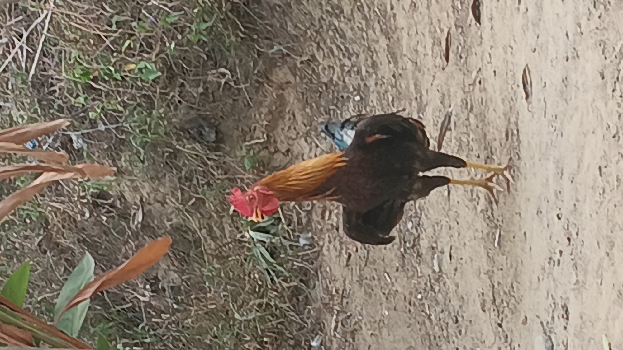 The image shows a rooster standing on a dirt path. The rooster is dark brown with a reddish-brown neck and a red comb. Its legs are yellow. In the background, there is dry grass and foliage. The scene appears to be outdoors, possibly in a rural or semi-rural area. There is no clear indication of the specific location within the city of Prabumulih, Indonesia, as there are no identifying landmarks or signs.