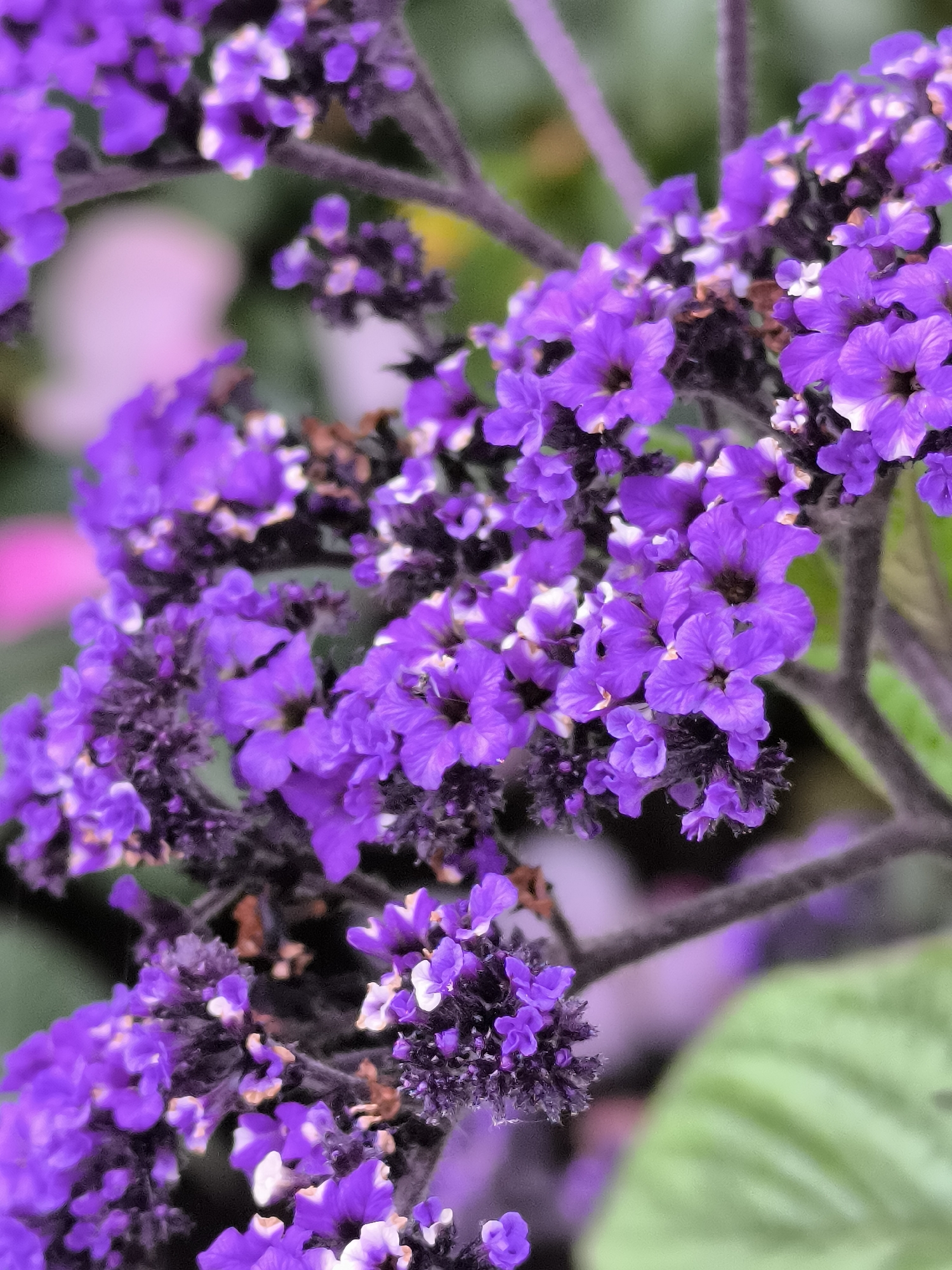 The image displays a close-up, detailed view of vibrant purple flowers, likely a heliotrope variety, blooming in clusters. The flowers have delicate petals and a rich, saturated purple hue. Some of the blooms are fully open, revealing their intricate structures, while others are still in bud. The stems are dark and somewhat fuzzy, contrasting with the softness of the petals. The background is blurred, featuring hints of green foliage and soft, out-of-focus pinkish and purple tones, suggesting a garden or natural setting. There are no people or animals visible in the frame. The image is focused on the natural beauty of the flowers, highlighting their texture and color. The image was taken in the Birch Forest Park in Mosėdis, Lithuania, a location known for its diverse flora and natural landscapes.