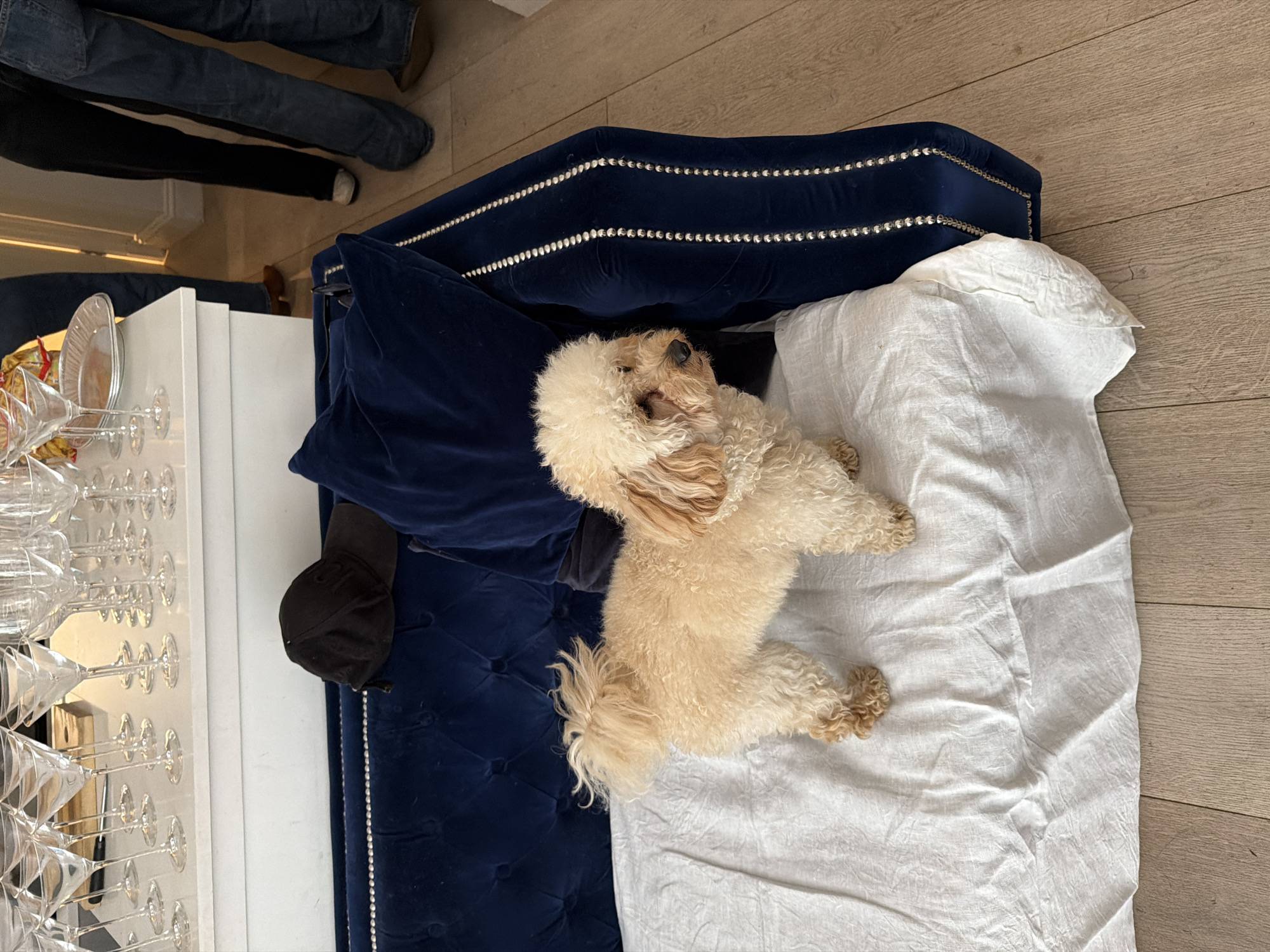 The image shows a beige-colored poodle dog resting on a blue velvet chaise lounge covered with a white linen sheet. The chaise lounge has silver stud detailing along the edge. A black baseball cap sits on the blue velvet. A tiered display of champagne glasses is visible to the left of the chaise lounge. The floor appears to be made of light-colored wood planks. Partially visible in the top left corner are the legs of two people dressed in dark trousers and jeans. It is not possible to verify if the location is in London.