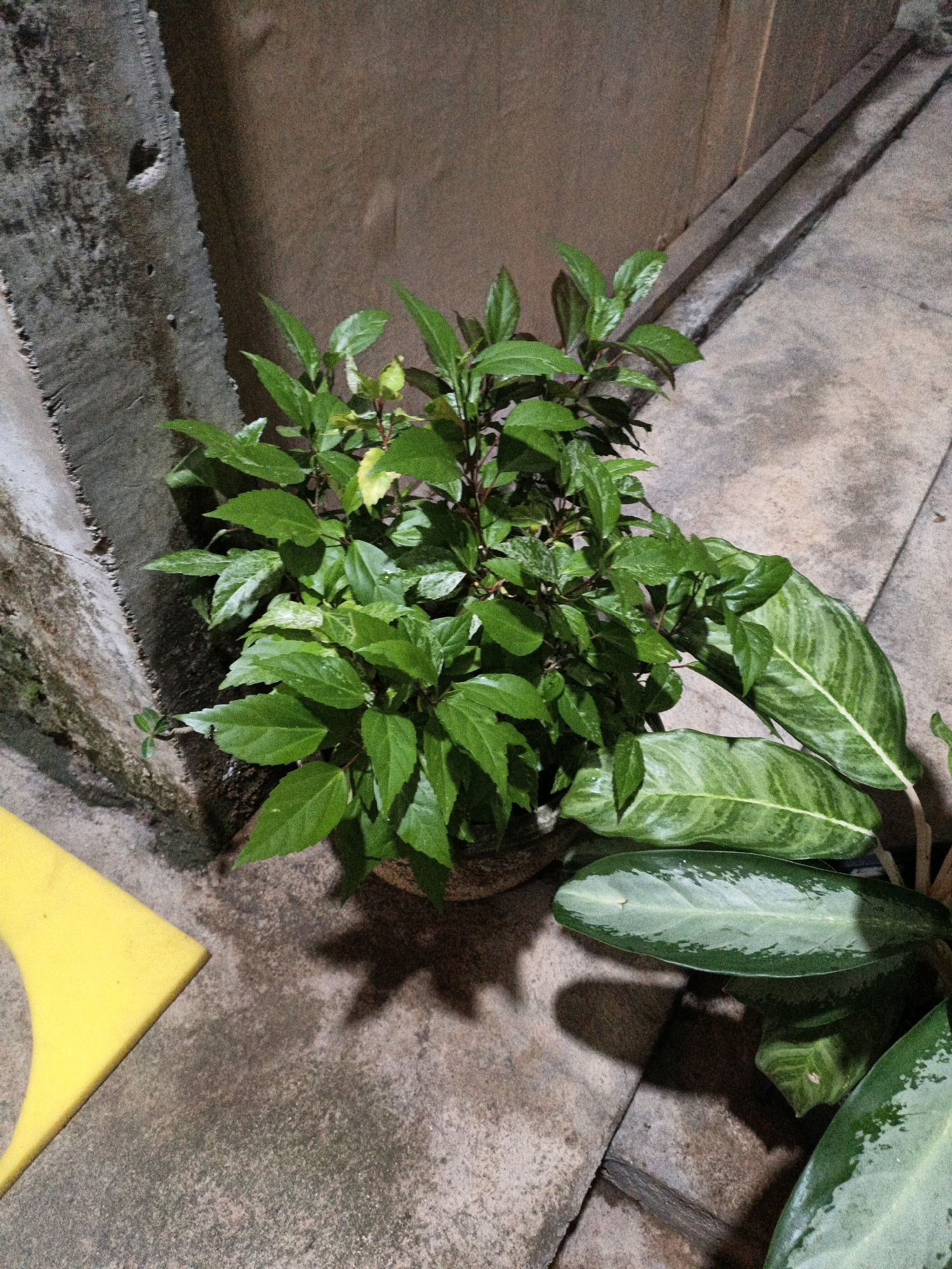 In Cikal, Indonesia, the image captures a close-up of a potted plant with lush green leaves and dark red stems. The plant is positioned on a weathered concrete surface, with a rough, textured concrete wall to its left. The wall appears aged and has a jagged, serrated edge along its base. To the right of the plant, a stepped concrete structure is visible, creating a subtle visual division of the ground. In the foreground, a bright yellow, curved object, possibly a piece of plastic or a cleaning tool, lies on the concrete. Shadows from the plant are cast onto the ground, indicating an overhead light source. The overall environment suggests an outdoor setting, possibly a patio or walkway.