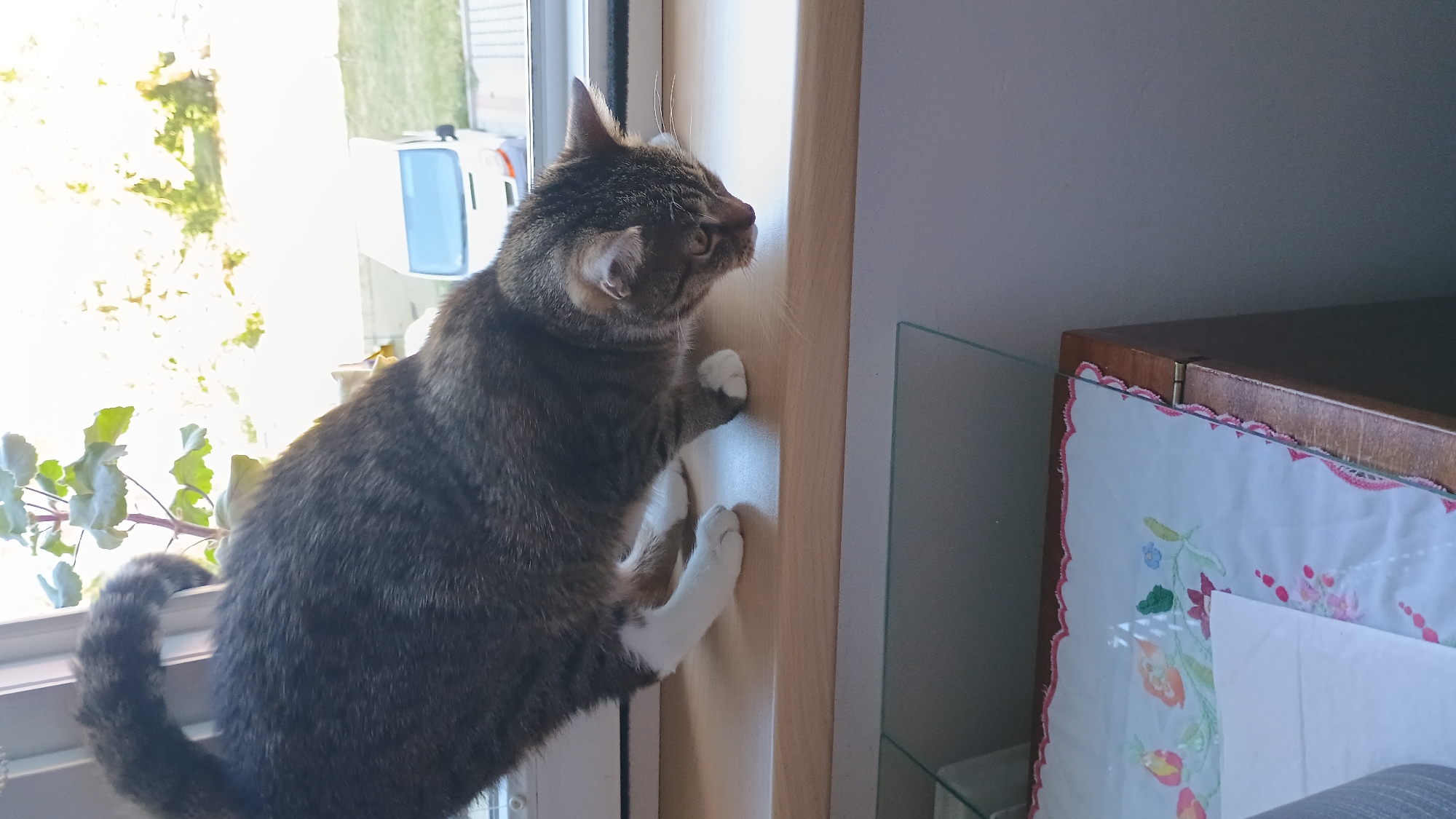 A tabby cat with white paws is perched on a wooden windowsill, looking down towards a piece of furniture with an embroidered cloth. Outside the window, sunlight illuminates trees and a white van parked on a street. The scene appears to be in Sokolov, Czechia.
