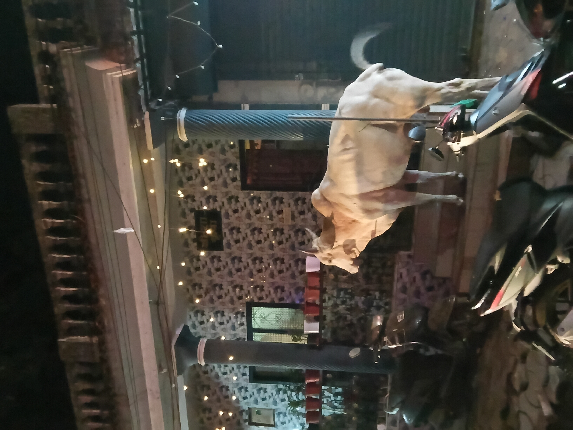 The image shows a cow standing in front of a building in what appears to be Chapora, India, based on the surrounding architectural style and environmental clues. The building has a patterned wall, decorative lights, and columns. A motorcycle is parked nearby. The lighting suggests it is nighttime or a dimly lit area. The cow is the primary subject, positioned prominently in the frame. There is no direct interaction observed between the cow and any person, although its proximity to the building and motorcycle suggests a public space.