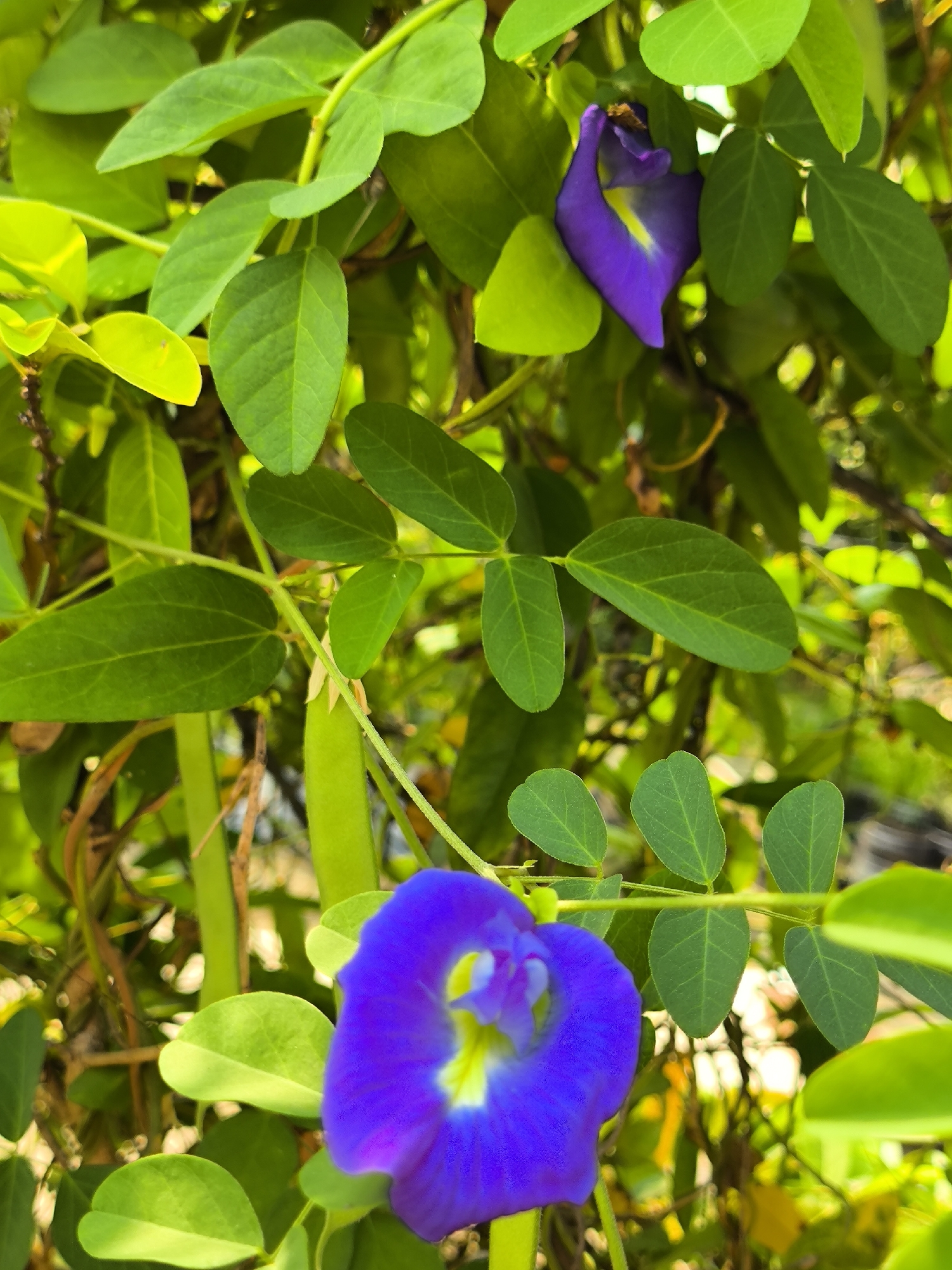 A close-up, eye-level shot captures a cluster of vibrant green leaves and two delicate purple flowers, likely of the Clitoria ternatea plant, commonly known as butterfly pea. The flowers, with their distinctive pea-flower shape, exhibit a deep purple hue with lighter yellow accents in their centers. One flower is in the foreground, slightly blurred, while the other is positioned higher and more to the right, nestled amongst the foliage. The leaves are lush and oval-shaped, some illuminated by sunlight, creating bright green highlights. Interspersed with the leaves are long, slender green seed pods. The background is a blur of greens and browns, suggesting a natural, outdoor setting with dappled sunlight filtering through. The scene is devoid of any human presence. The image is consistent with a garden or natural vegetation area in Cilegon, Indonesia.