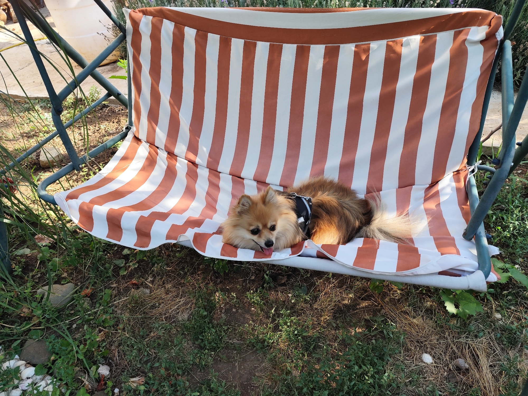 A small, fluffy Pomeranian dog with light brown fur rests on a striped orange and white swing seat outdoors. The dog is lying down with its tongue slightly out, facing the camera. It is wearing a dark harness. The swing set is green and made of metal, with a striped cushion covering the seat. The ground around the swing is covered in grass, dry leaves, and some rocks. In the background, out of focus, is a large white object, possibly a tank, and some greenery. The image appears to be taken during daylight.