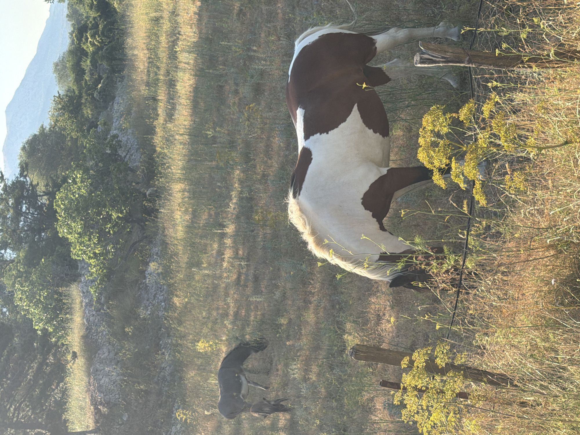 The image captures a pastoral scene in Općina Baška, Croatia, featuring two donkeys and a piebald horse grazing in a sun-drenched field. The main subject is a brown and white horse positioned in the foreground, facing left and eating grass. Behind it, to the left, two donkeys are visible, one larger and darker, the other smaller and lighter in color, also grazing. The environment is characterized by dry, tall grass and scattered yellow wildflowers, indicative of a Mediterranean landscape. In the background, a rocky hillside is covered with sparse trees and shrubs, and a hazy mountain range is visible under a clear, bright sky. A weathered wooden fence post and wire fencing are present in the foreground, suggesting a rural or semi-rural setting. The lighting suggests it is late afternoon or early morning, with the sun casting long shadows.