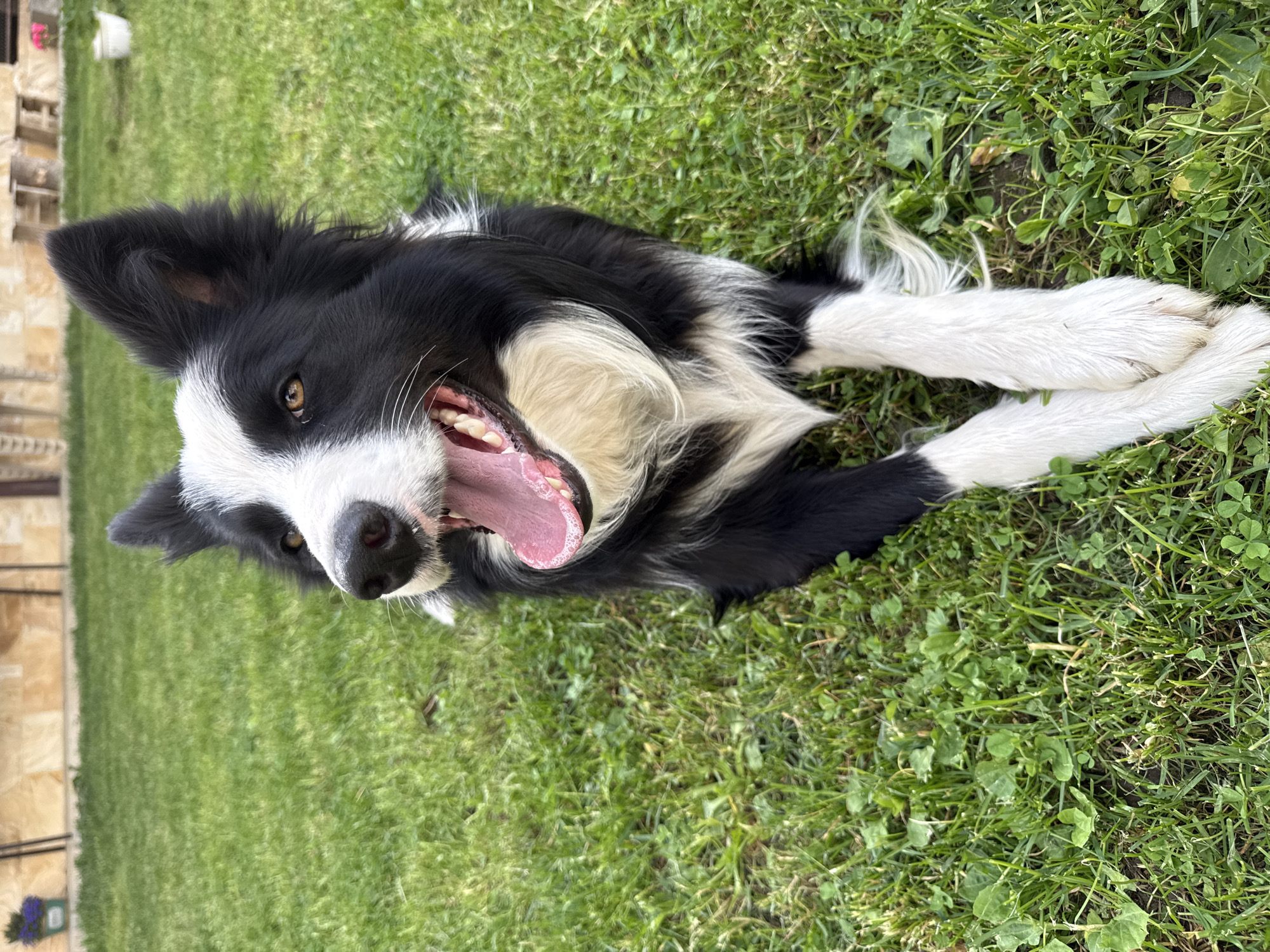 A medium shot shows a Border Collie dog lying on its back in a grassy area. The dog is primarily black and white, with a black nose and dark eyes. Its mouth is open, revealing its pink tongue and teeth. The grass is green and interspersed with clover. The dog is situated in an outdoor environment, likely a backyard or park. In the background, there is a partial view of a stone structure and what appears to be a garden. The location could be Berkovitsa, Bulgaria.