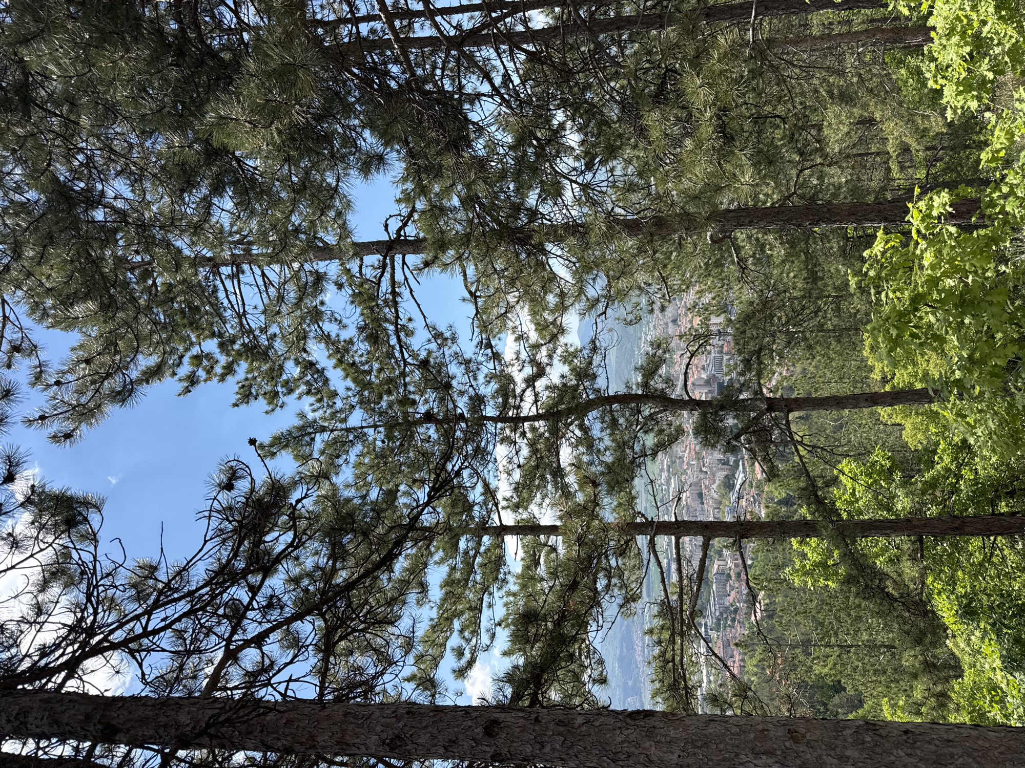 The image depicts a view of the city of Blagoevgrad, Bulgaria, through a dense forest canopy. The foreground consists of pine trees with thick trunks and branches filled with needles. Through the gaps in the trees, a portion of the city is visible, including buildings and infrastructure. The sky is light blue with scattered clouds. There are green deciduous trees on the right. The vantage point suggests the image was taken from an elevated position overlooking the city.