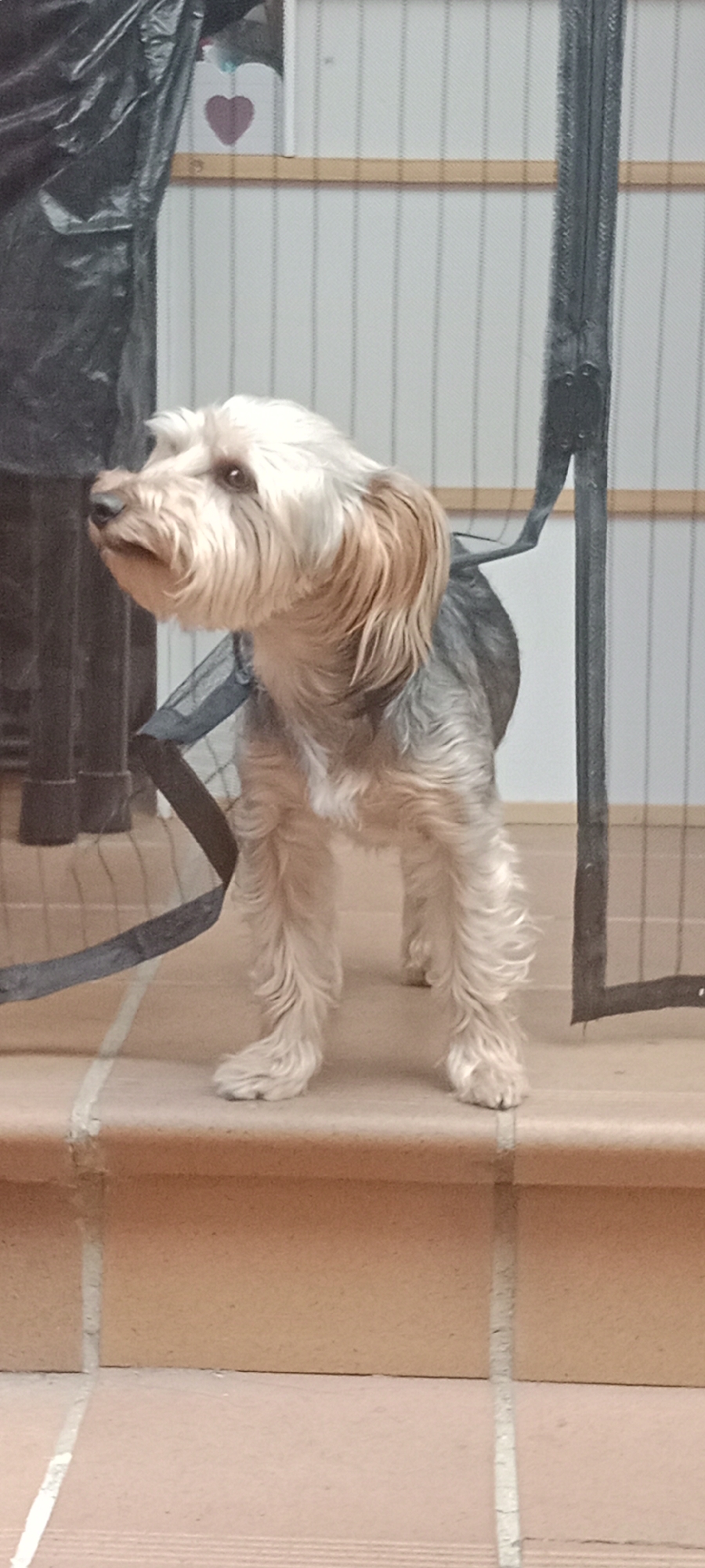 A small, light-colored dog with dark grey patches on its back stands on a tiled surface. The dog is facing left, with its head turned slightly upwards and to the left. Its fur is wiry and appears somewhat disheveled. Behind the dog, a black net-like material is visible, possibly part of a gate or enclosure, with dark vertical supports. To the far left, a black plastic sheet is draped. The background consists of a light-colored wall with vertical lines. A small, red heart shape is visible on a white object in the upper left corner of the background. The tiled surface appears to be on steps or a raised platform. The scene is indoors, possibly in a home or a sheltered outdoor area in Galapagar, Spain.