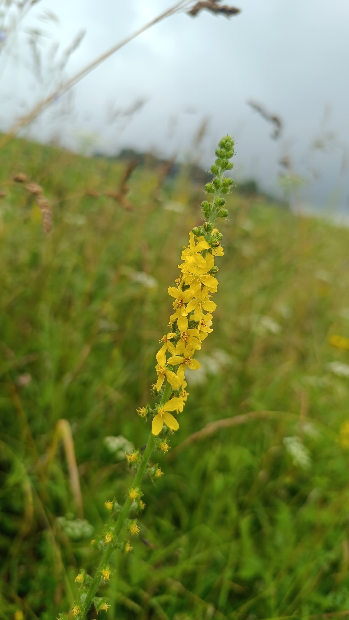 In Karsha, Russia, a tall stalk of yellow wildflowers stands prominently in a grassy field. The flowers are small and star-shaped, clustered along the upper portion of the stem, with the topmost buds still closed. The background is a blur of green grass and foliage, suggesting a natural, outdoor setting. The sky above is overcast, contributing to a soft, diffused light. There are no people or animals visible in the scene.