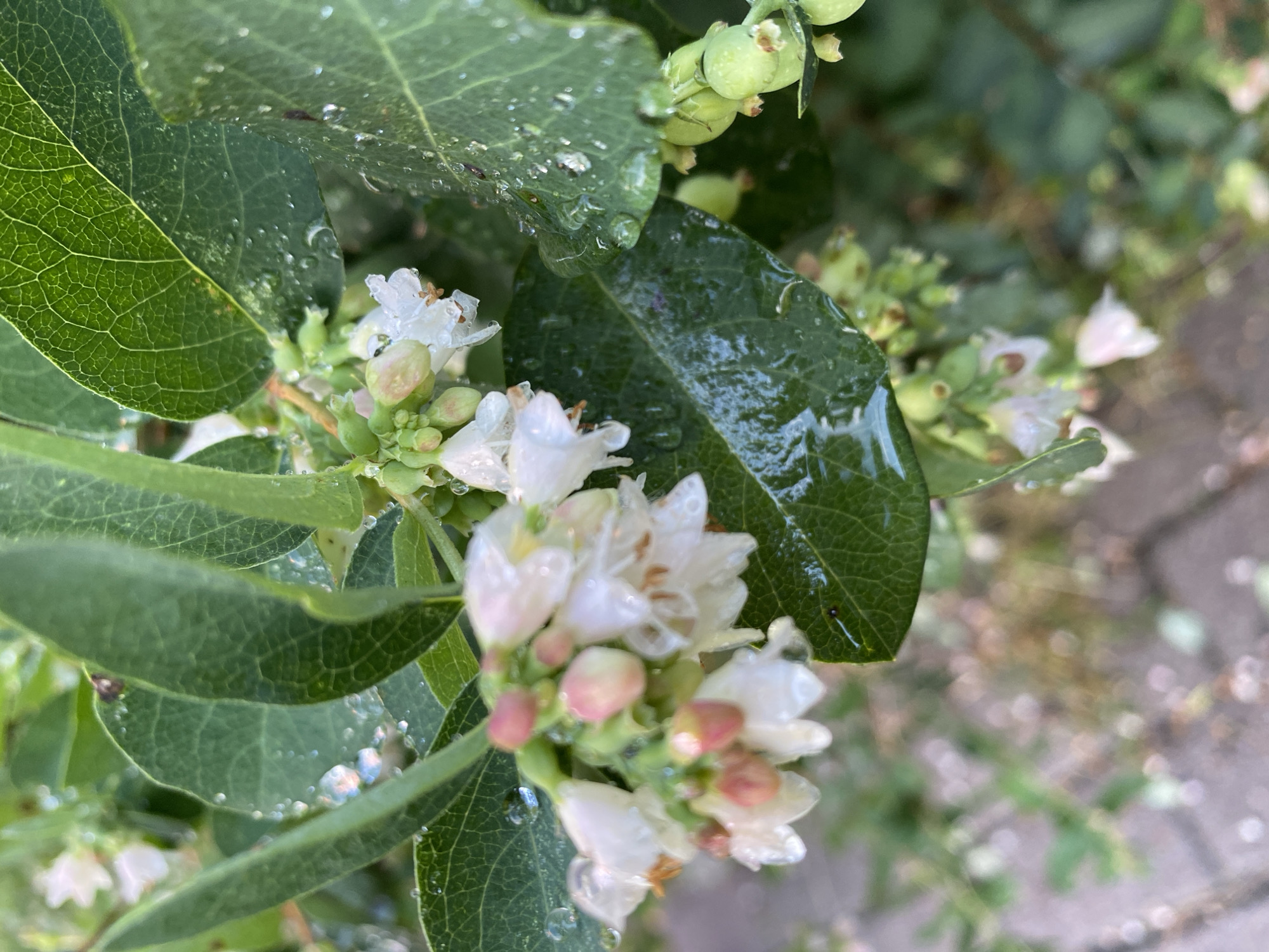 A close-up, slightly blurred image shows a blueberry bush with white and pink blossoms and developing green blueberries. Water droplets are visible on the leaves and some of the blossoms. The foreground is dominated by the plant's foliage, with glimpses of a blurred cobblestone pathway in the background. The image is taken outdoors, suggesting a garden or natural setting. There are no people or animals visible in the frame. The overall lighting is soft and diffused, indicative of an overcast day or early morning light. The setting is consistent with a garden in Kaliningrad, Russia, where blueberry bushes are cultivated in both private gardens and public green spaces.