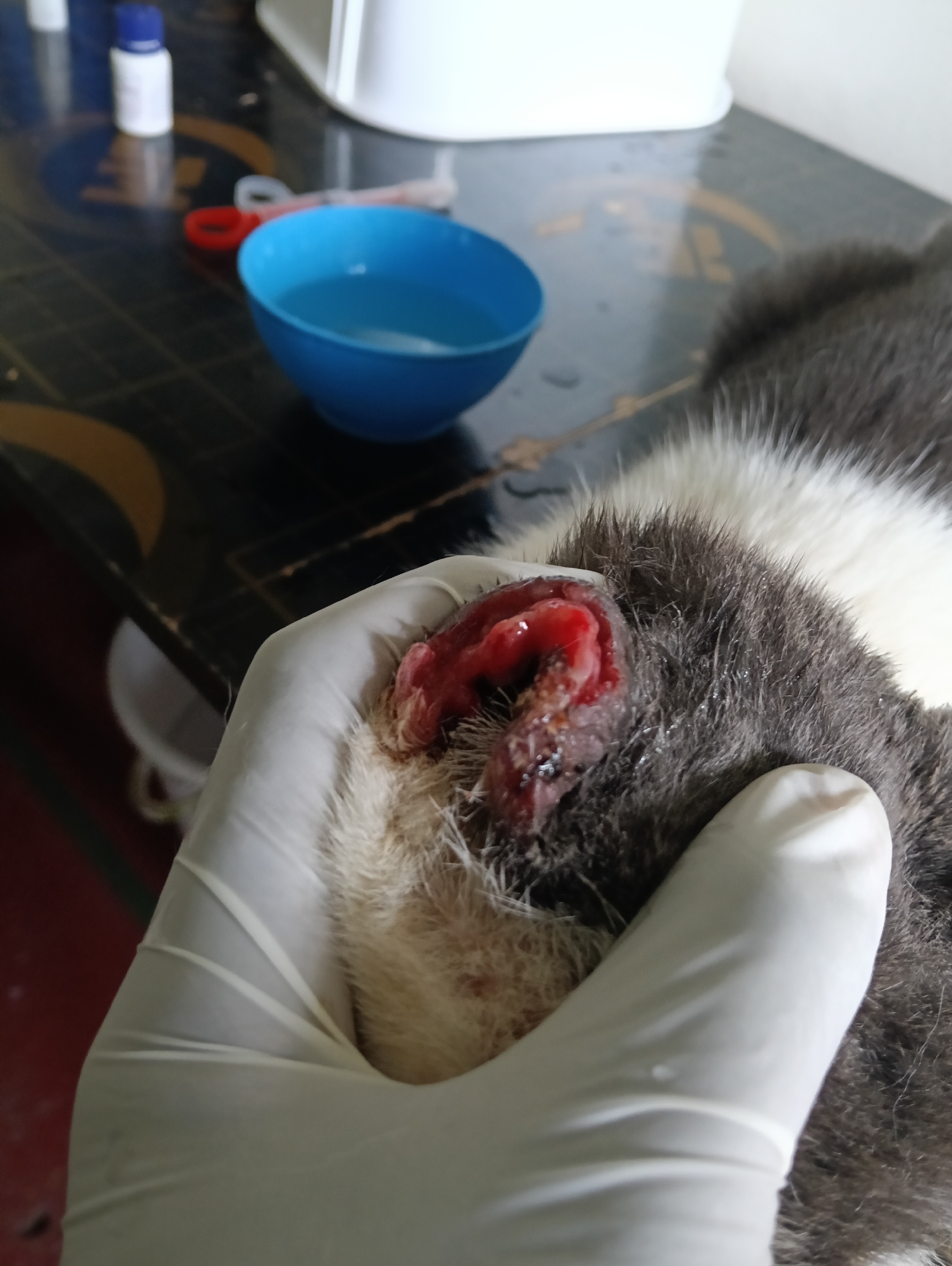 A close-up shot shows a gloved hand holding the severely injured ear of a domestic cat. The ear appears raw, inflamed, and bright red, with visible tissue damage and some dark specks that could be dried blood or debris. The fur around the injured ear is a mix of grey and white, and some areas around the injury appear matted.
In the blurred background, on a dark table surface, several items are visible: a small blue bowl containing clear liquid, a white bottle with a blue cap, and a pair of red scissors. The table surface also shows some water droplets and faint yellow or gold markings. The scene suggests an animal receiving veterinary care or first aid indoors. The animal's face is not visible, and there is no discernible text on any of the objects.