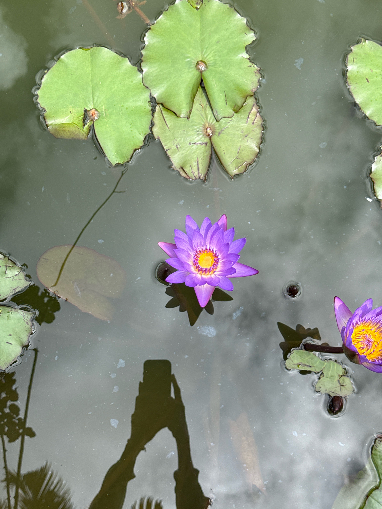 This is a top-down photograph of a pond in Hiệp Thạnh, Vietnam, featuring several purple water lilies and lily pads. The water is murky green, with some debris floating on the surface. Two prominent purple water lilies are visible, each with bright yellow centers and delicate purple petals. Surrounding the lilies are several large, flat green lily pads, some partially submerged. In the lower right quadrant, a partial view of a third purple water lily is captured. A shadow of a person holding a smartphone is cast on the water in the lower left portion of the image, indicating the presence of a photographer. The overall scene conveys a tranquil, natural setting.