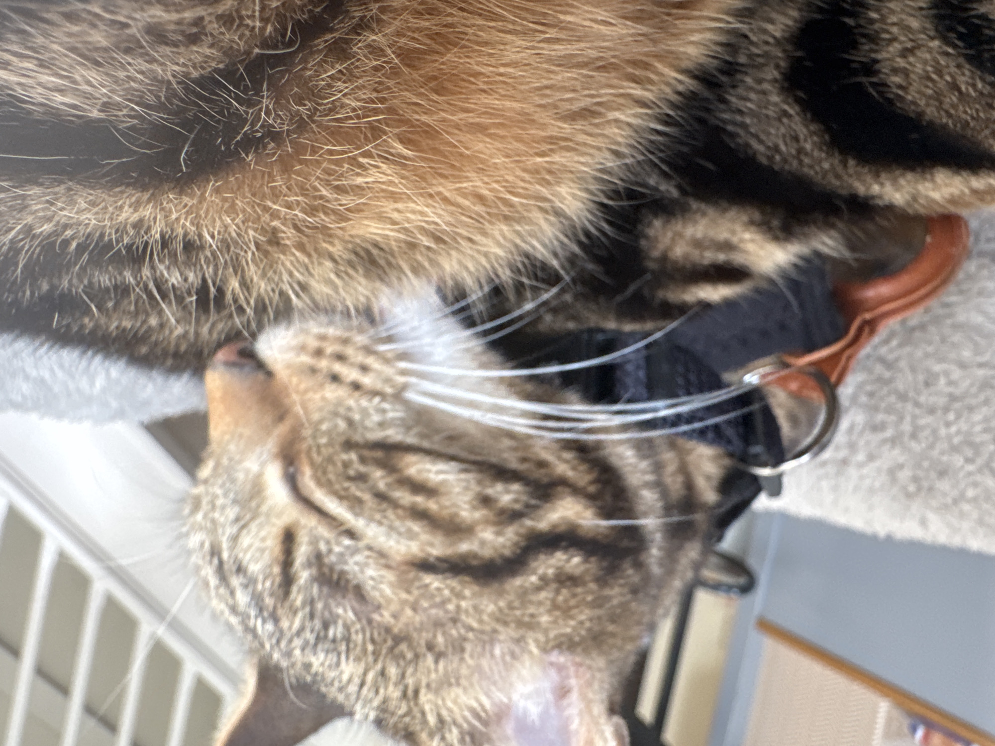 A close-up, slightly angled shot features a Bengal cat wearing a collar. The cat's head is tilted back, displaying its striped fur and white whiskers. The collar is black with brown leather accents and a silver ring. Above the cat's head is another patch of fur, presumably from another animal. The background is out of focus but appears to include parts of a white cage-like structure and a beige surface. There is no indication of a location in Desborough, United Kingdom.