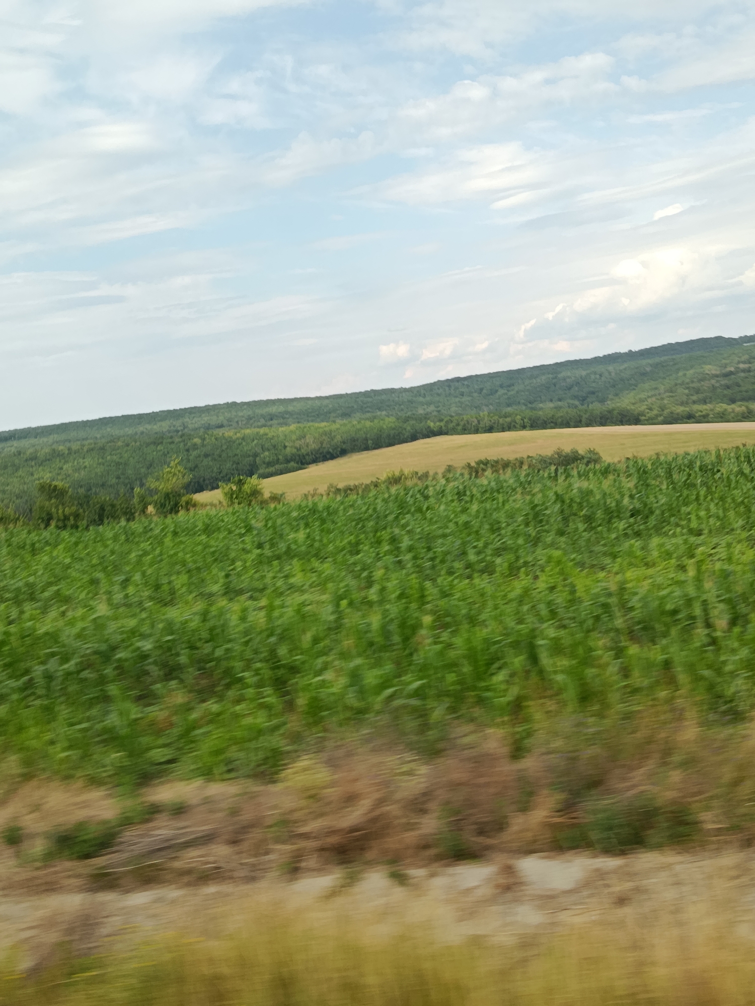 A wide shot captures a rolling landscape under a pale blue sky with wispy white clouds. In the foreground, a blurred field of green crops, possibly corn, stretches across the frame, with a strip of dry, brown vegetation running along the bottom edge. Behind this, a gentler slope is covered in a dense, dark green forest. Further in the distance, a lighter green band of trees forms a distinct line on a hill that recedes into the background. A lighter, tan-colored field is visible between the forest and the distant hill. The overall impression is one of rural scenery.