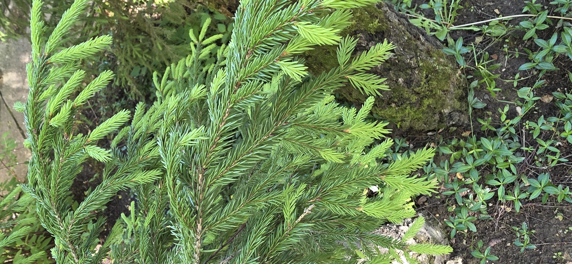The image shows a close-up view of a conifer tree branch, likely a spruce, with vibrant green needles. The branch extends diagonally across the frame from the upper left to the lower right. Some of the newer growth at the tips of the needles is a lighter, brighter green, indicating a spring or early summer season. In the background, other conifer branches and foliage are visible, suggesting a forest or garden setting. The lower part of the image shows the ground beneath the branch, which is covered with dark soil and small green plants with oval-shaped leaves. A portion of a moss-covered tree trunk is visible on the right side of the frame. The lighting suggests an outdoor environment, possibly in daylight. The image does not contain any people or indications of human activity. The location is identified as Электротехник Снт, Russia.